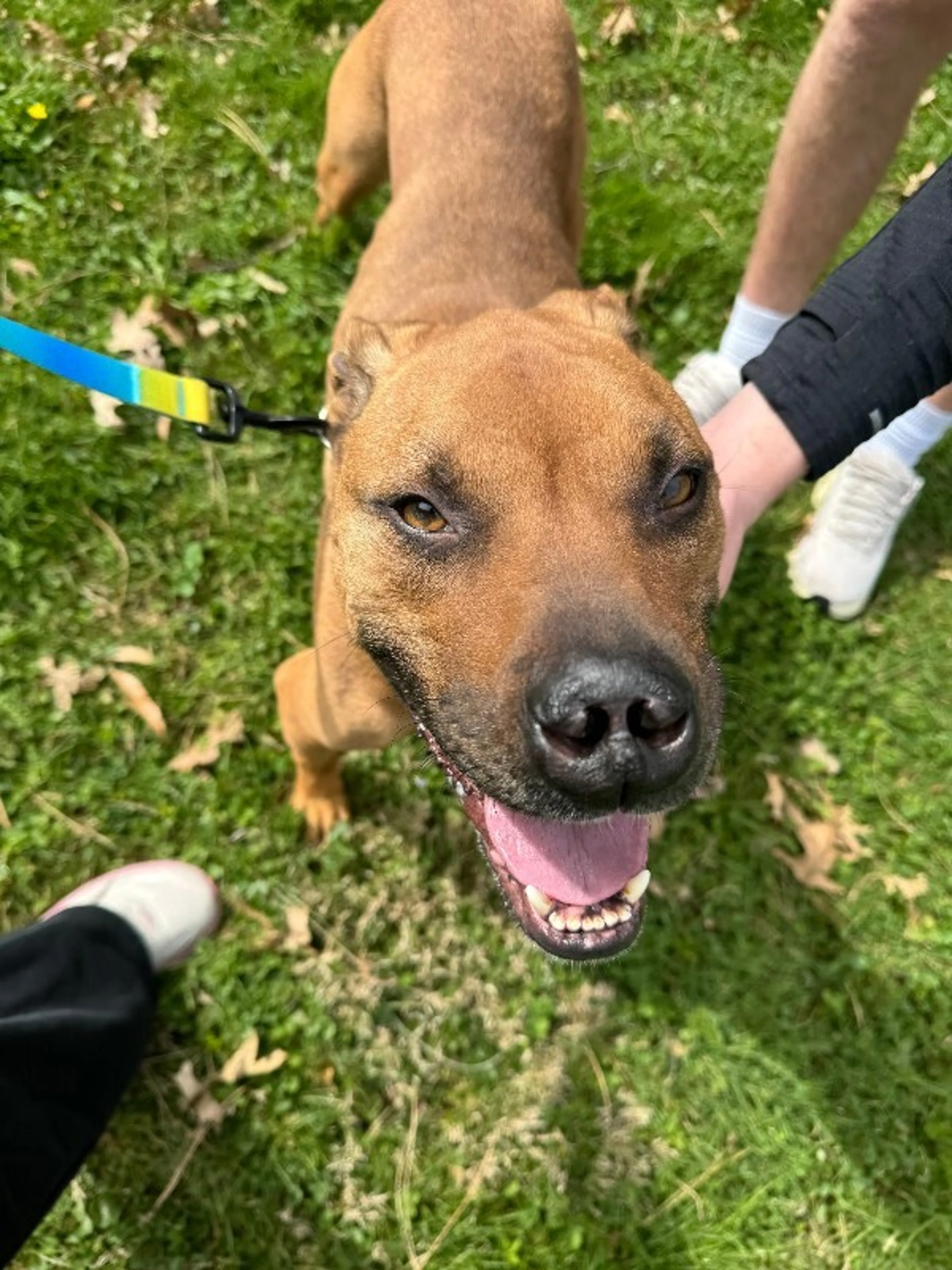 Found pet-4