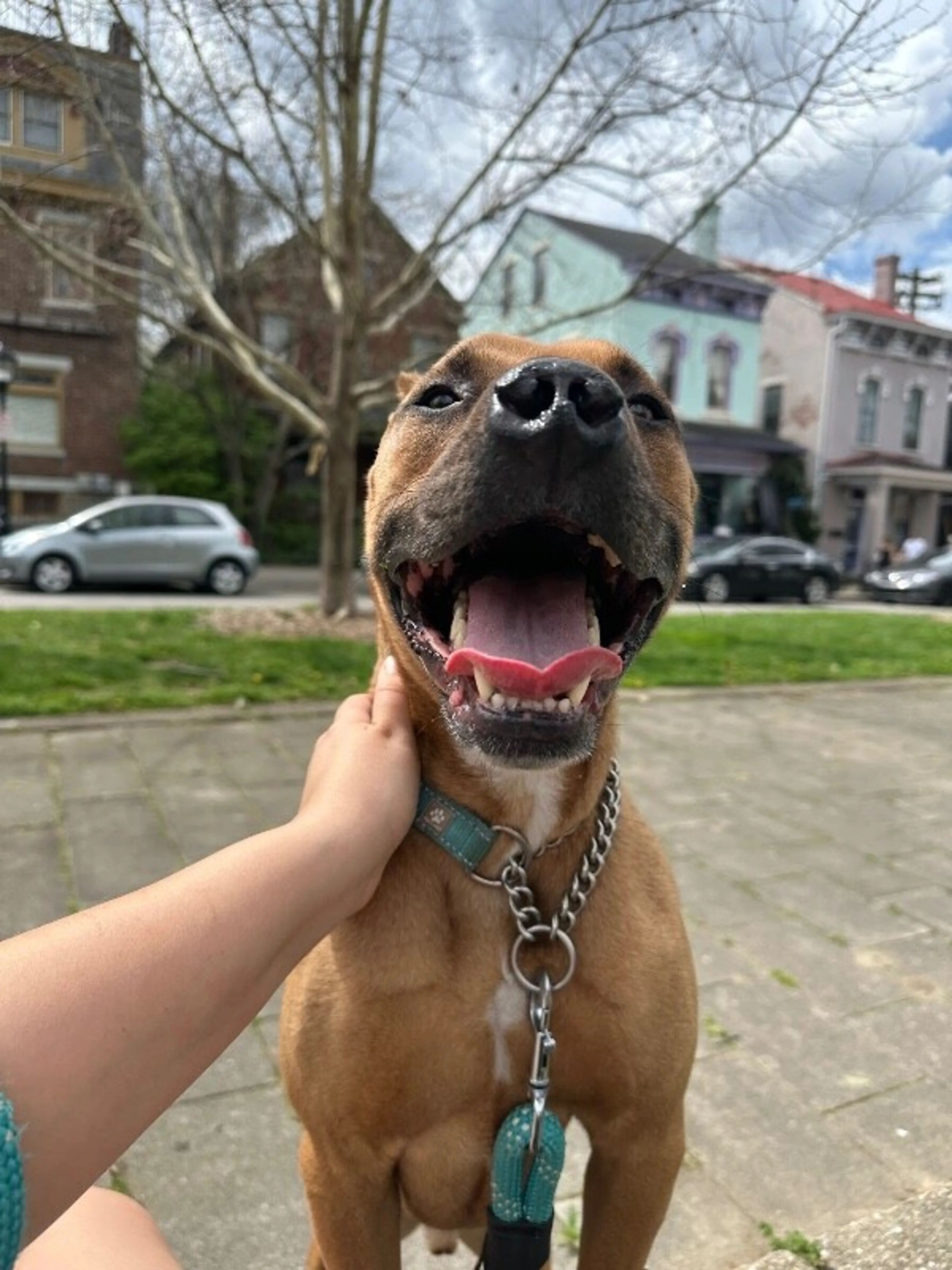 Found pet-8