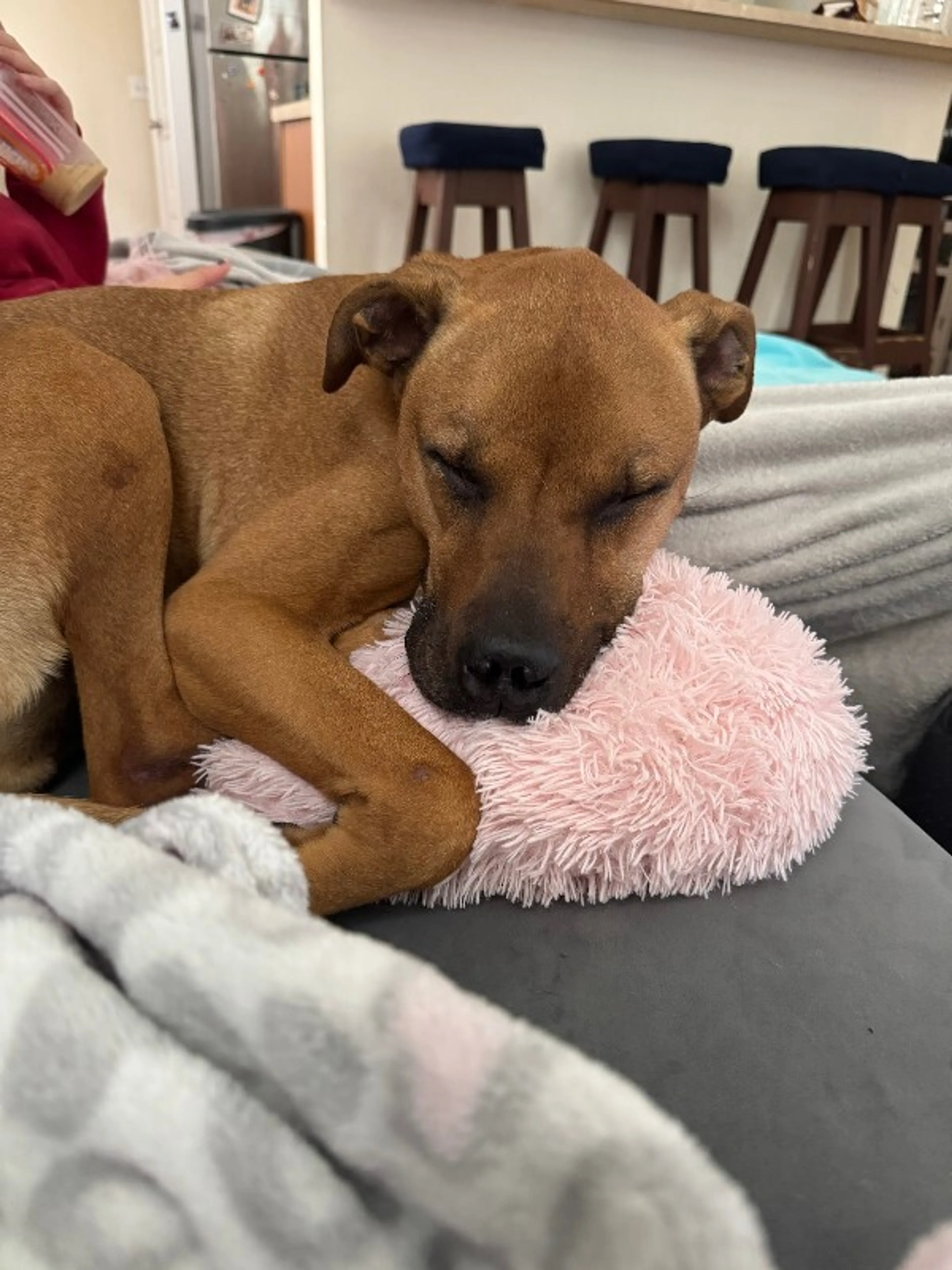 Found pet-1