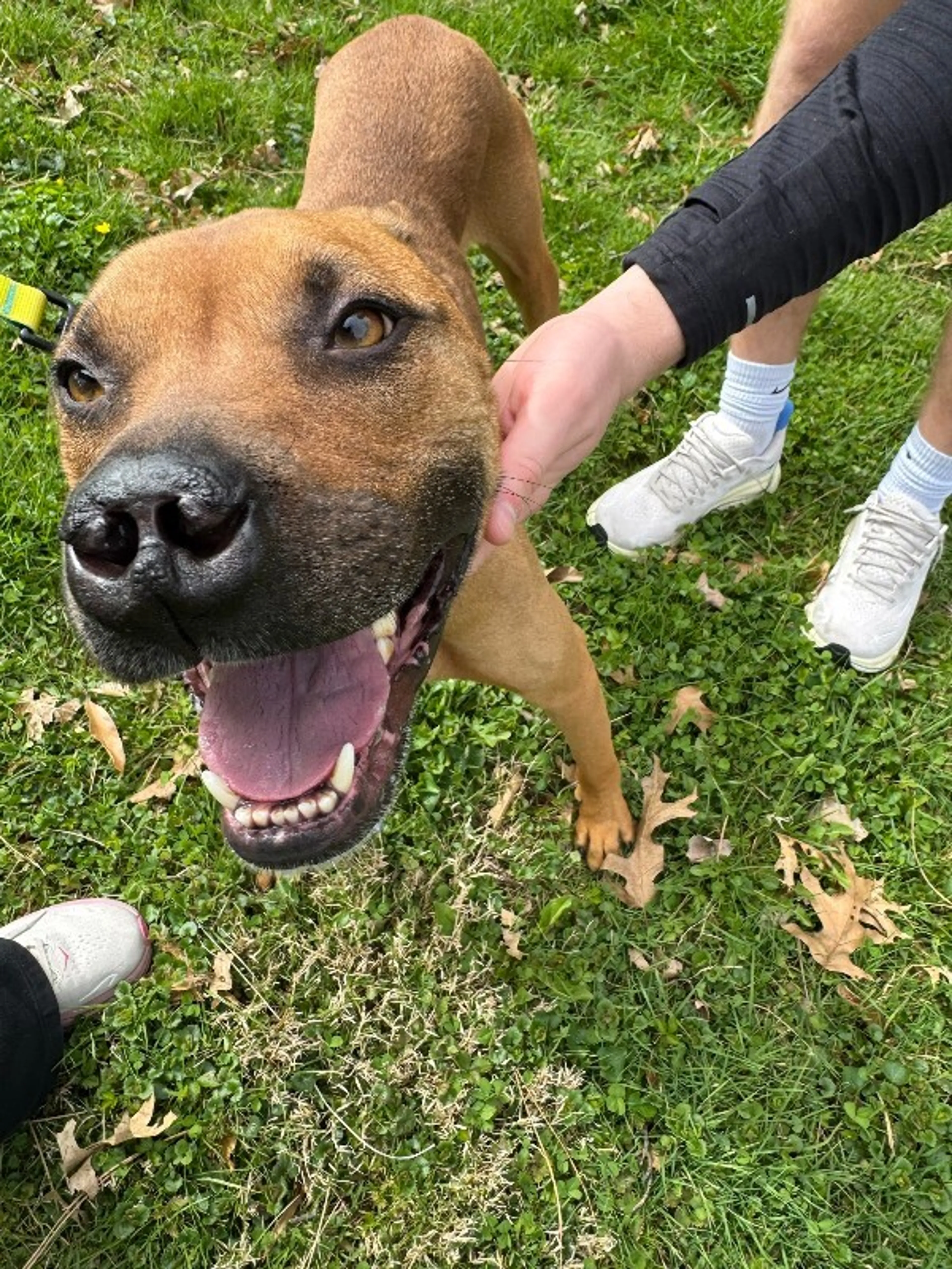 Found pet-5