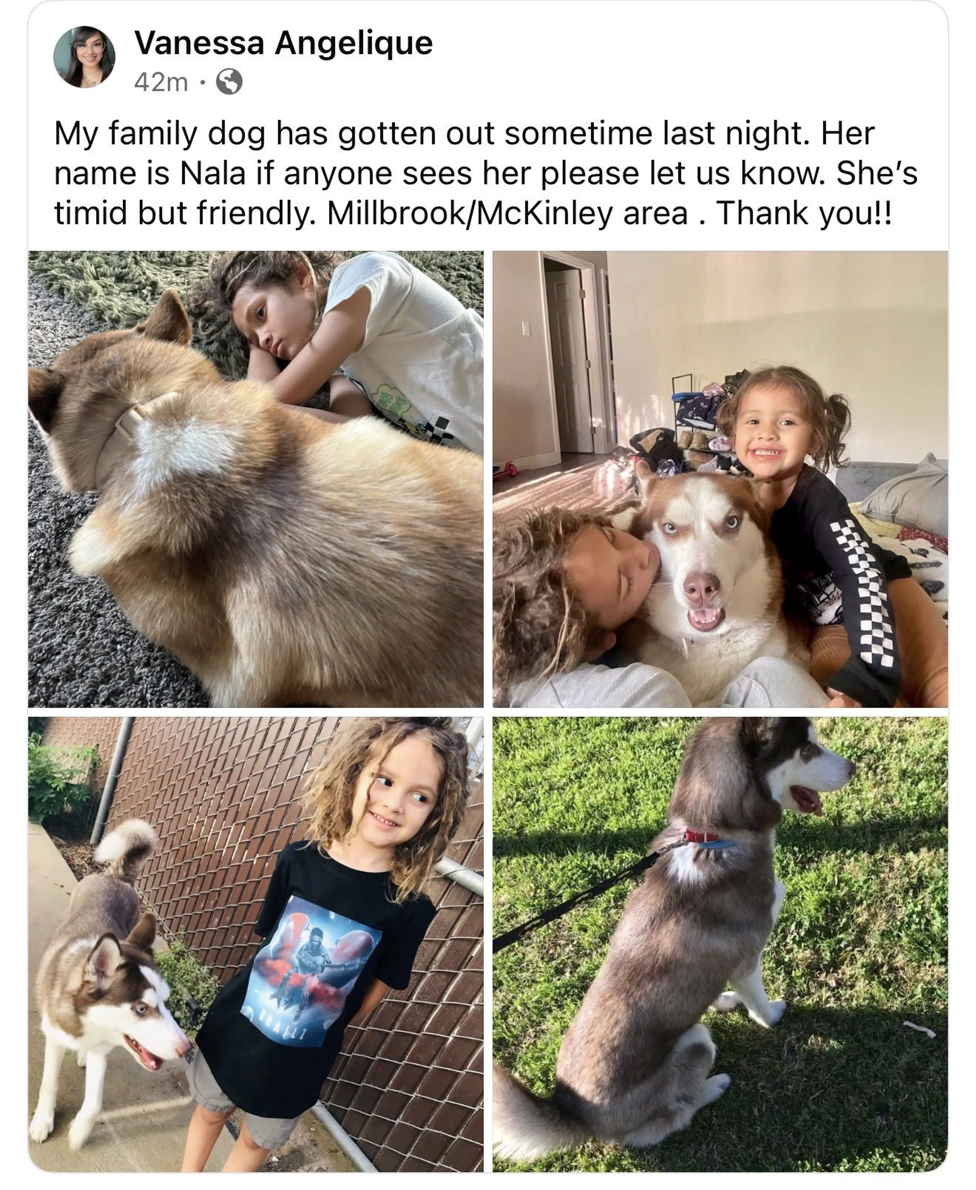 Lost pet