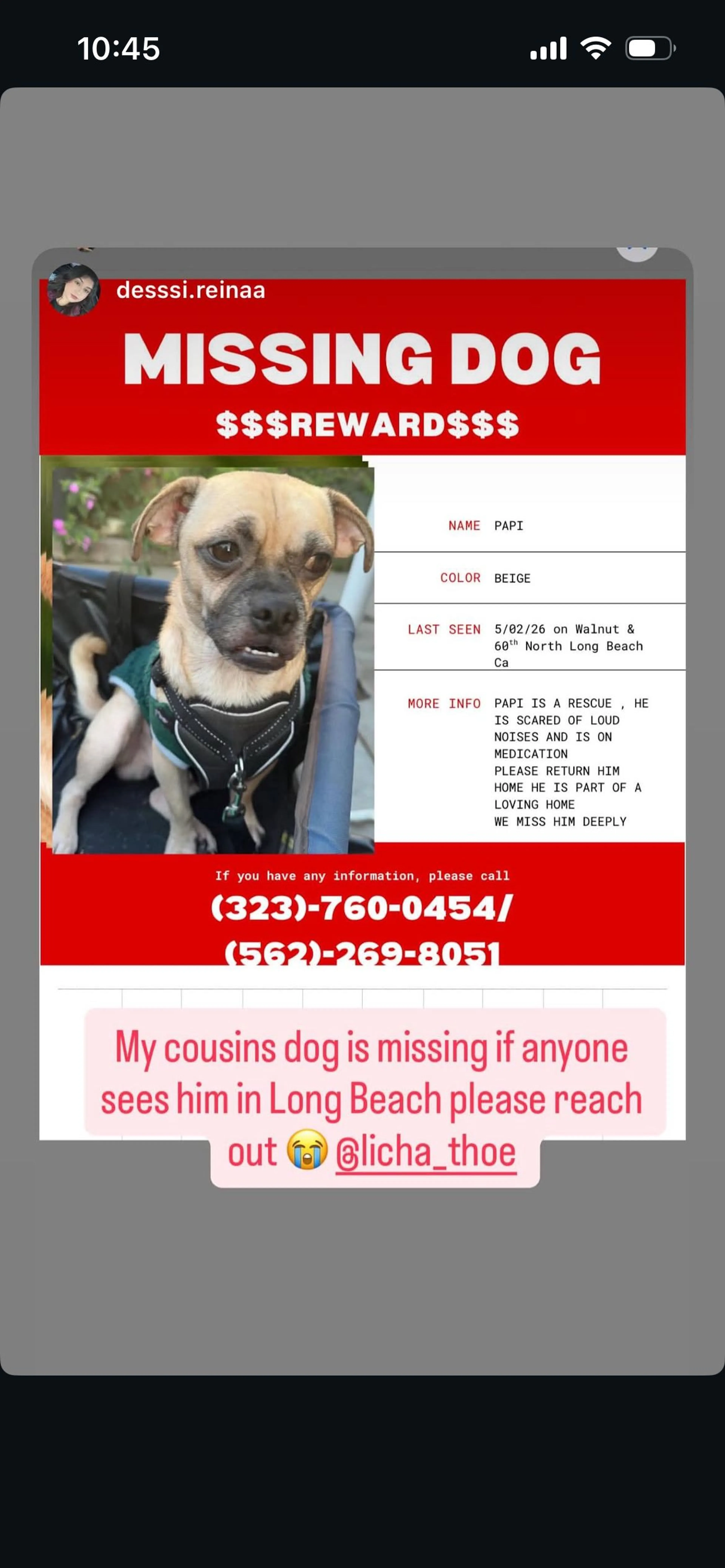 Lost pet