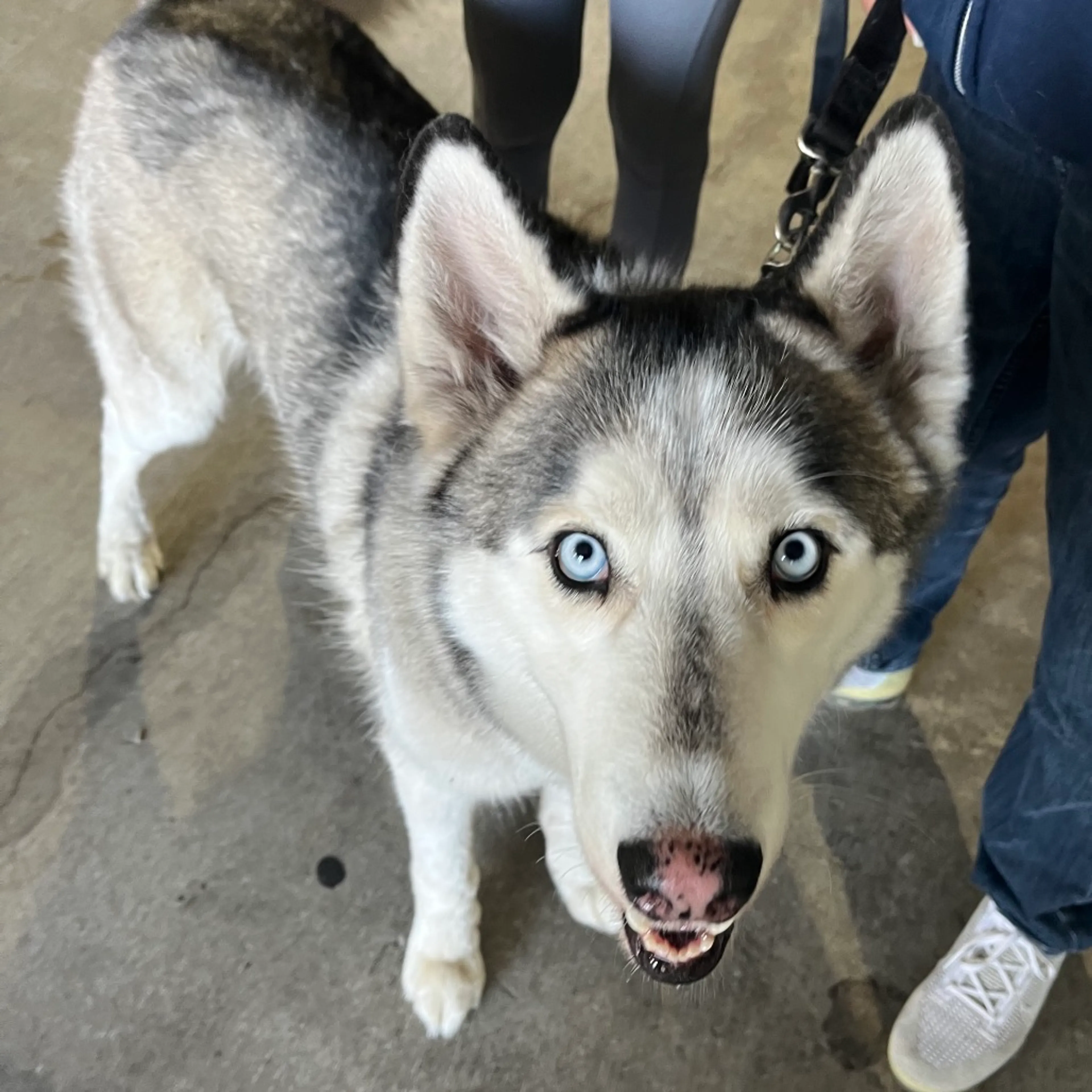 Found pet-2