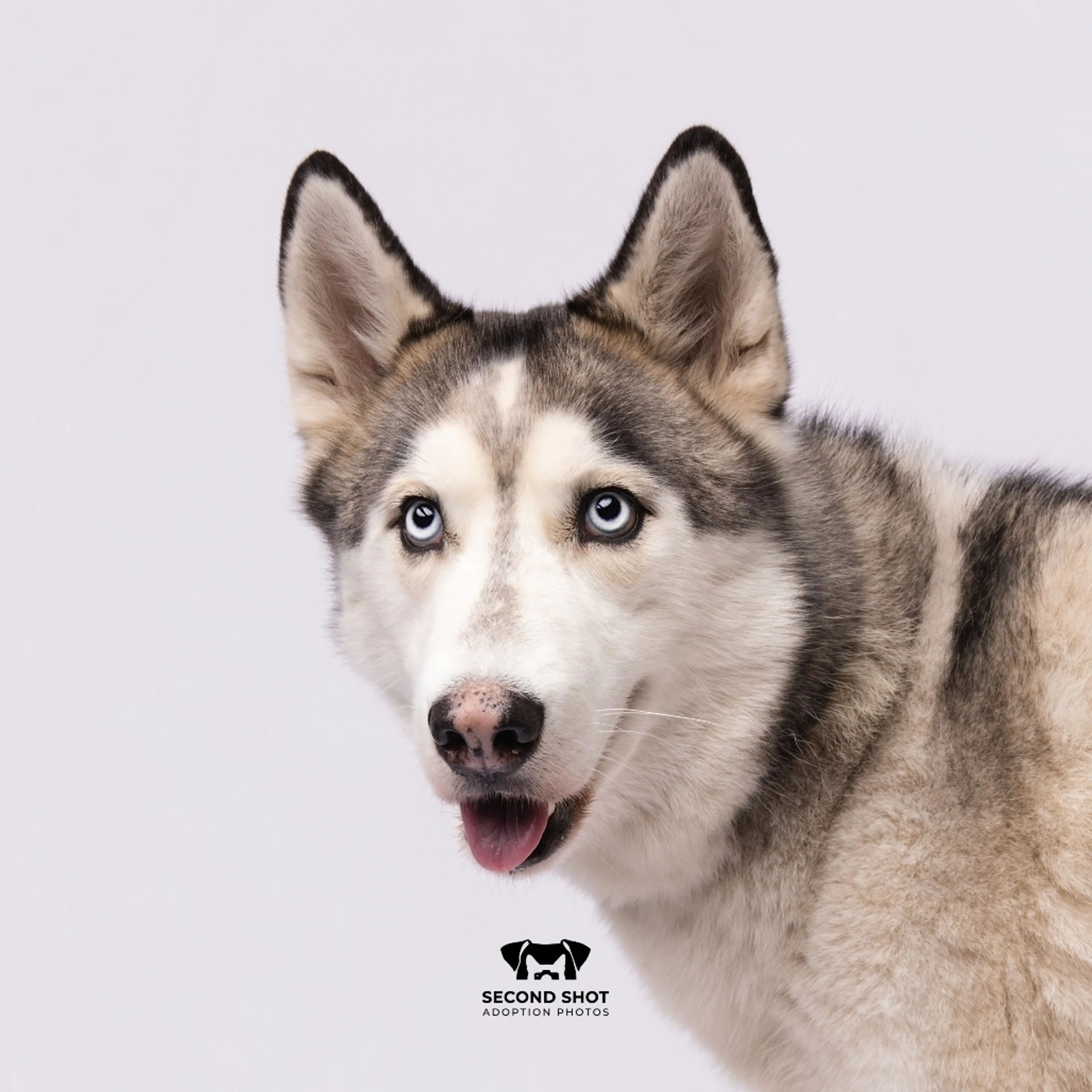 Found pet-1