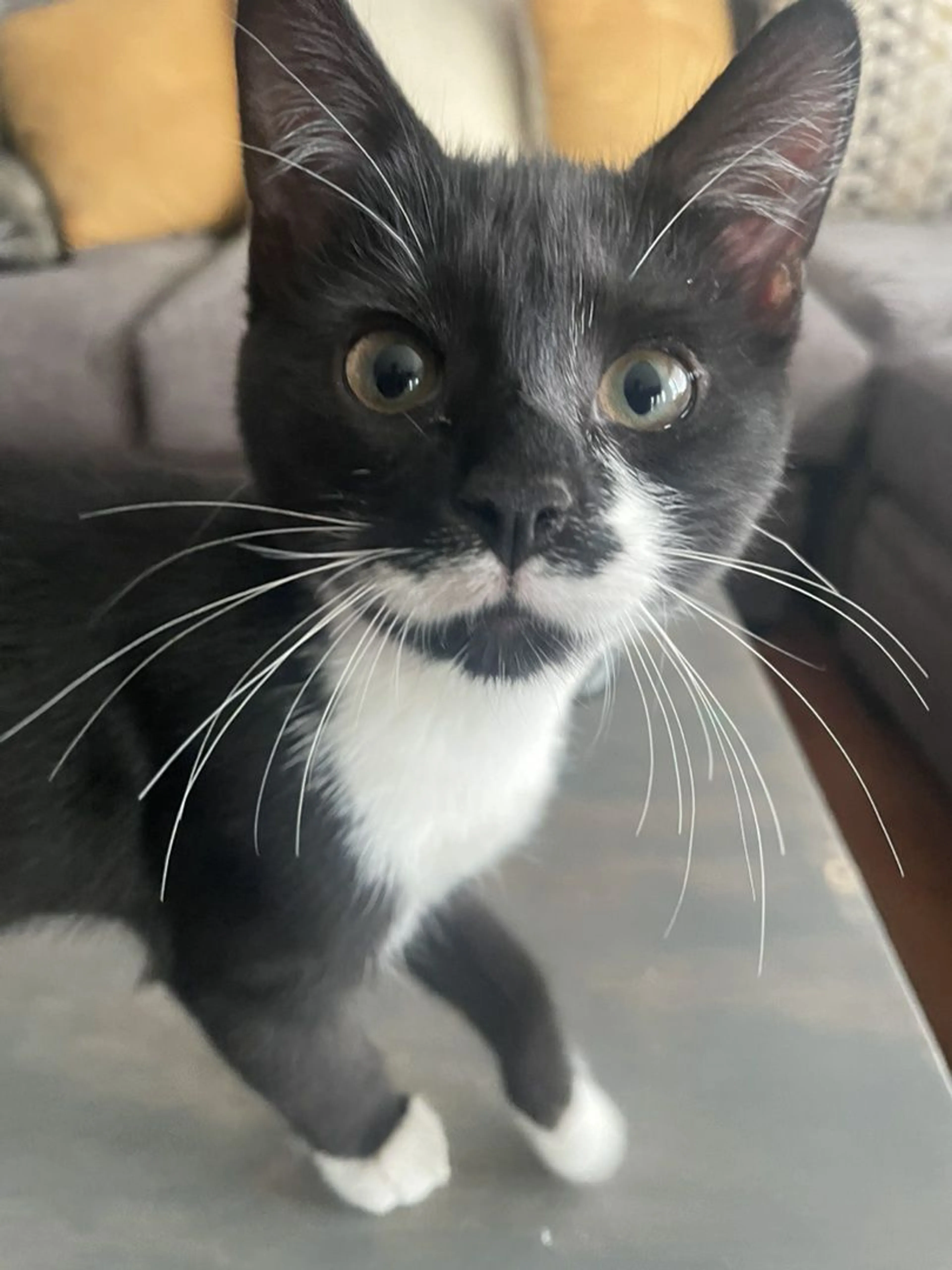 Lost pet-1
