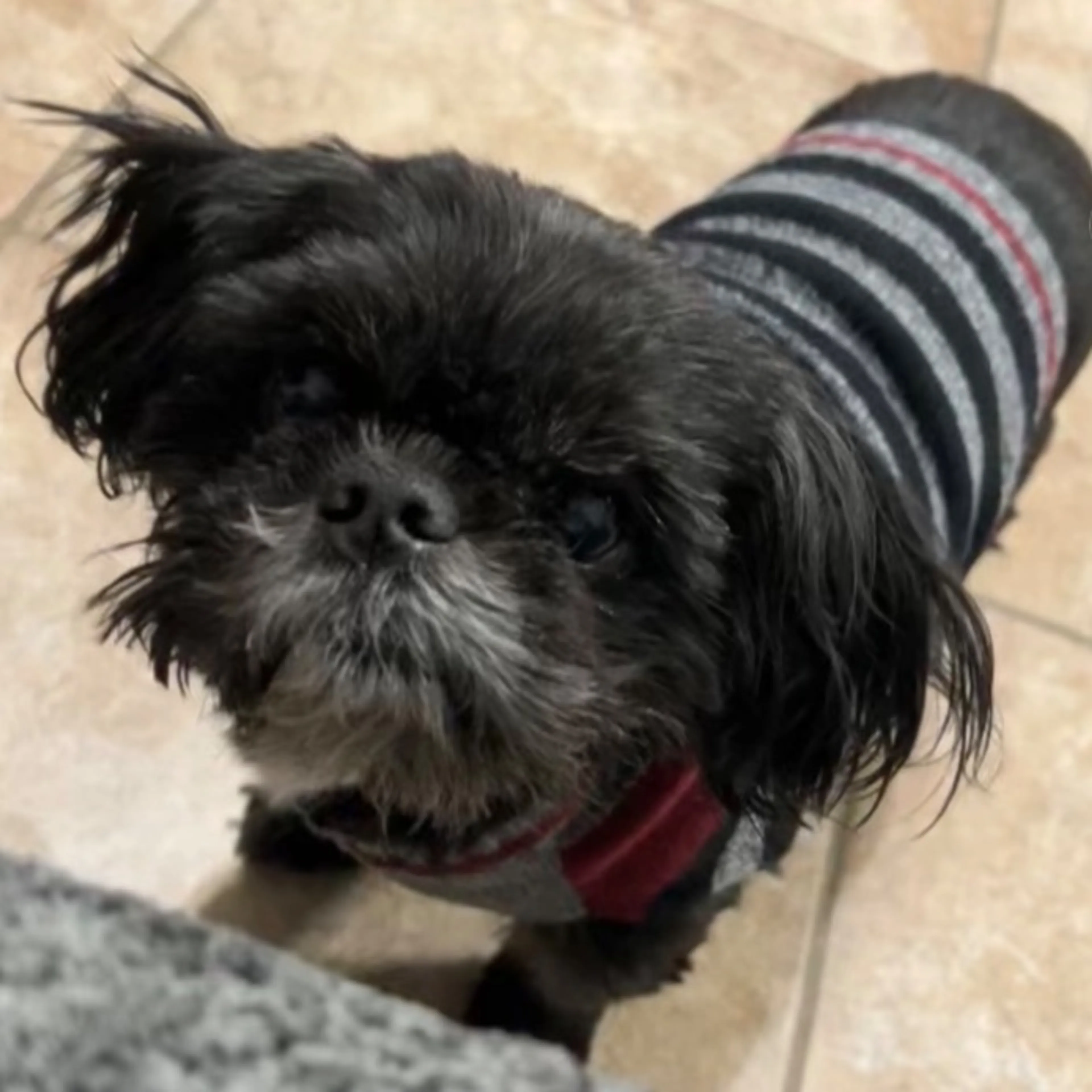 Lost pet