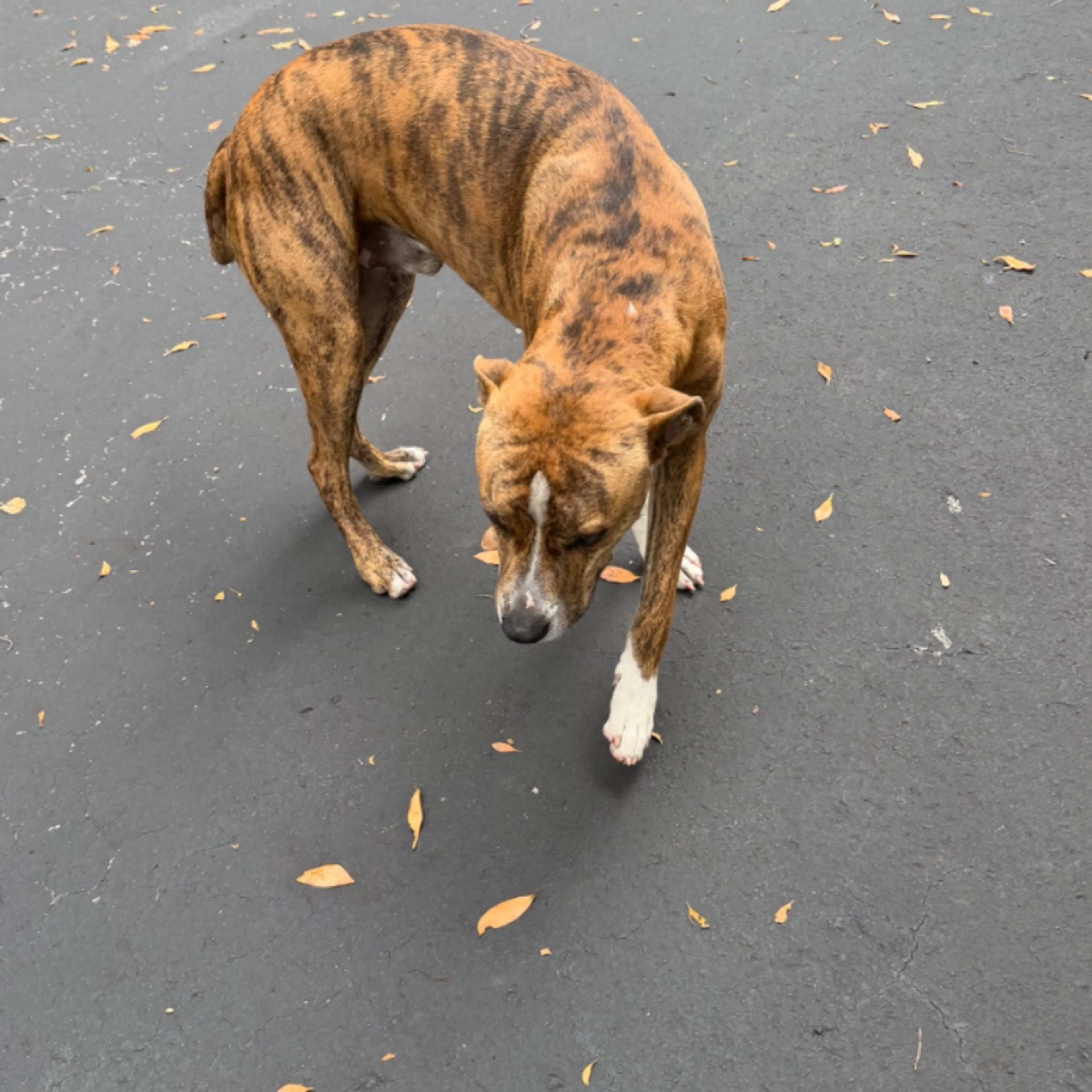Found pet