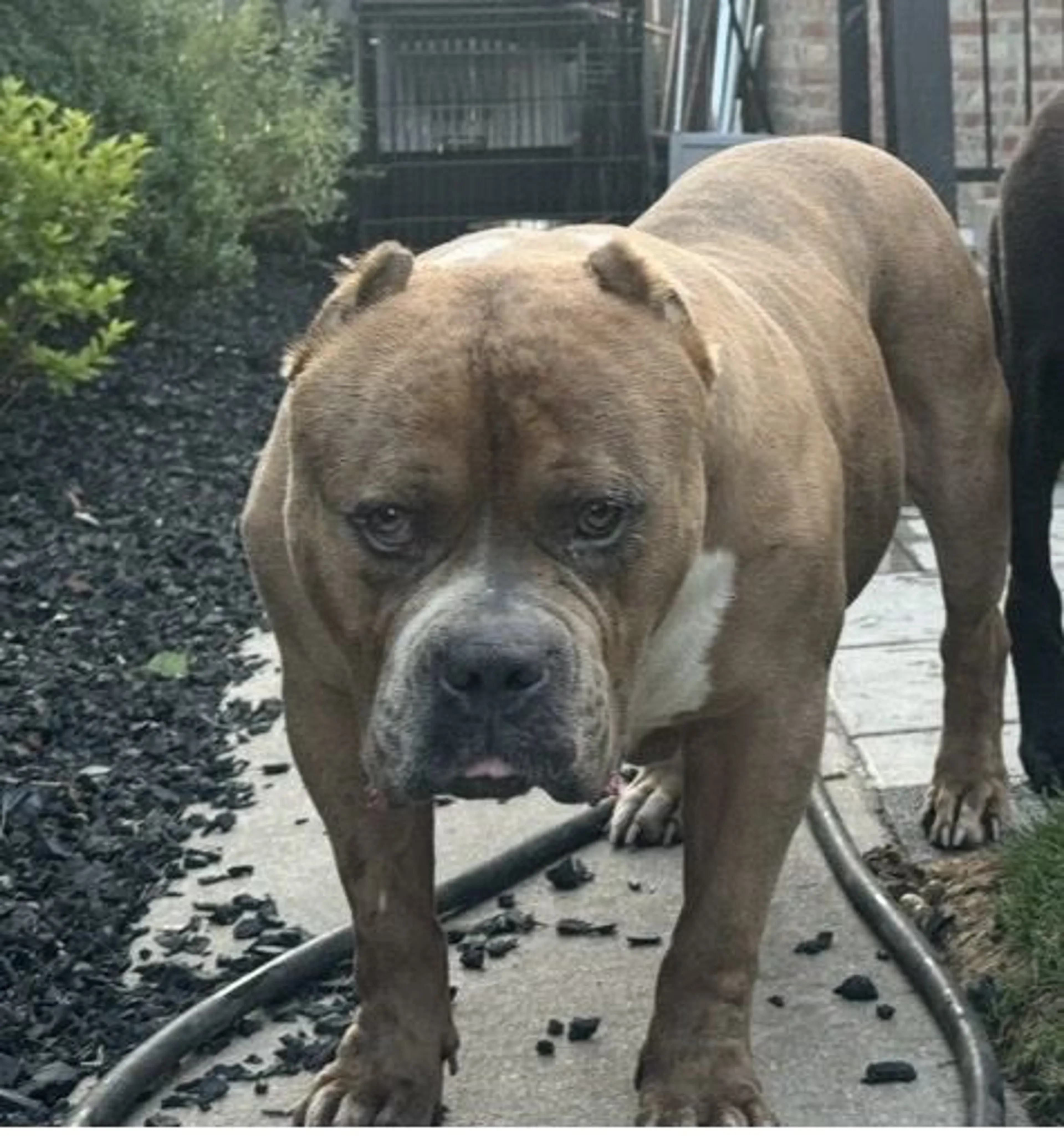 Lost pet