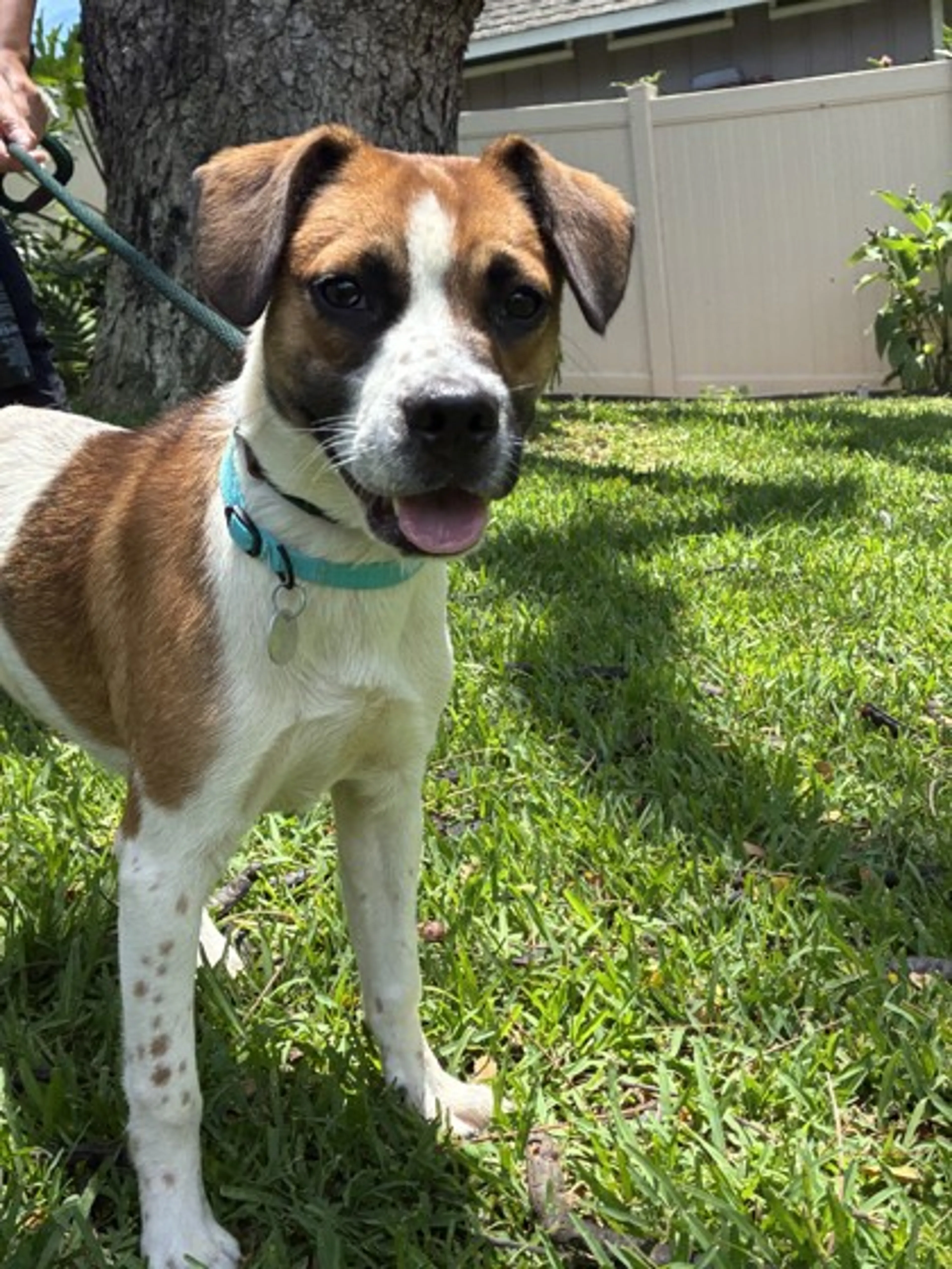 Found pet