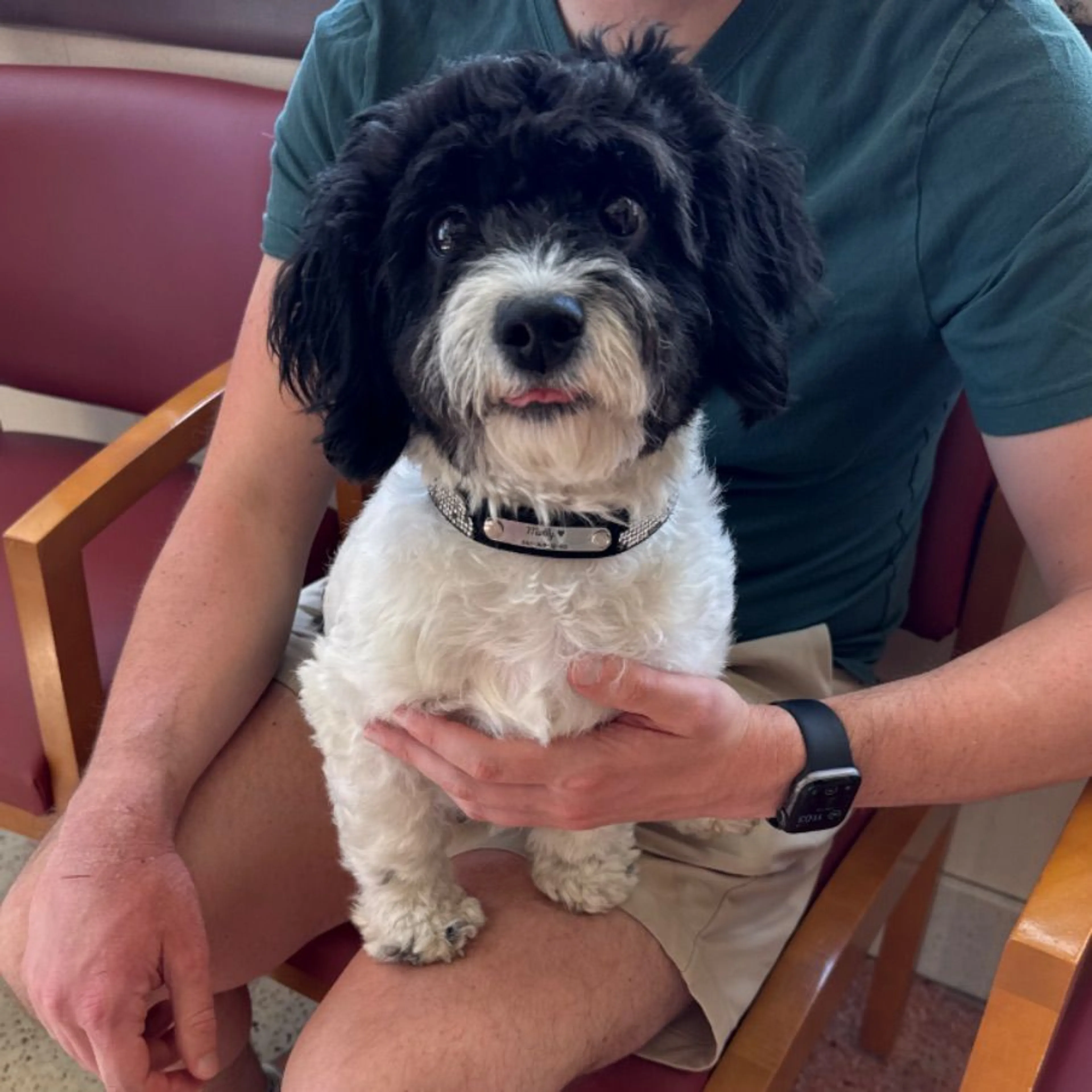Found pet