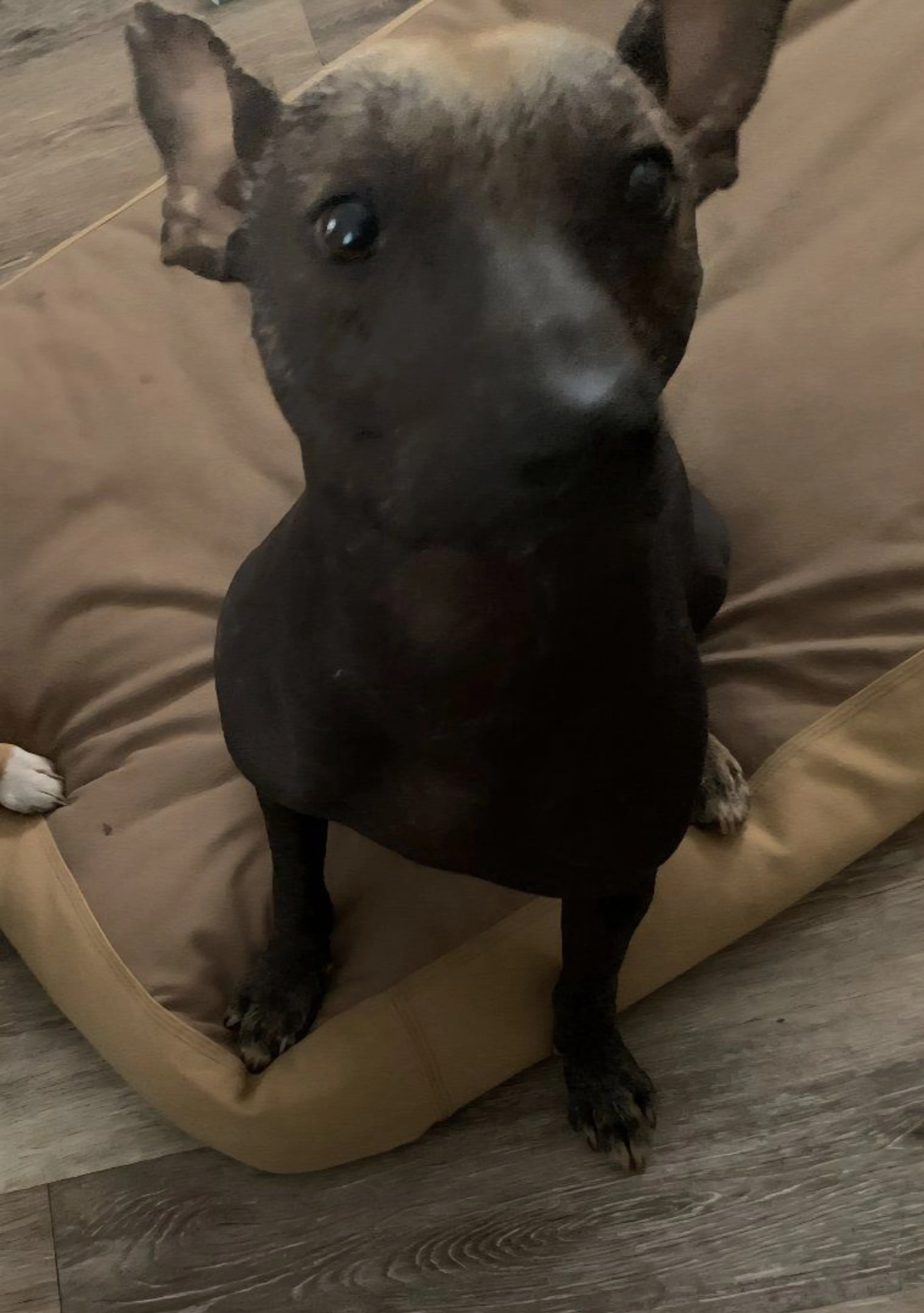Lost pet