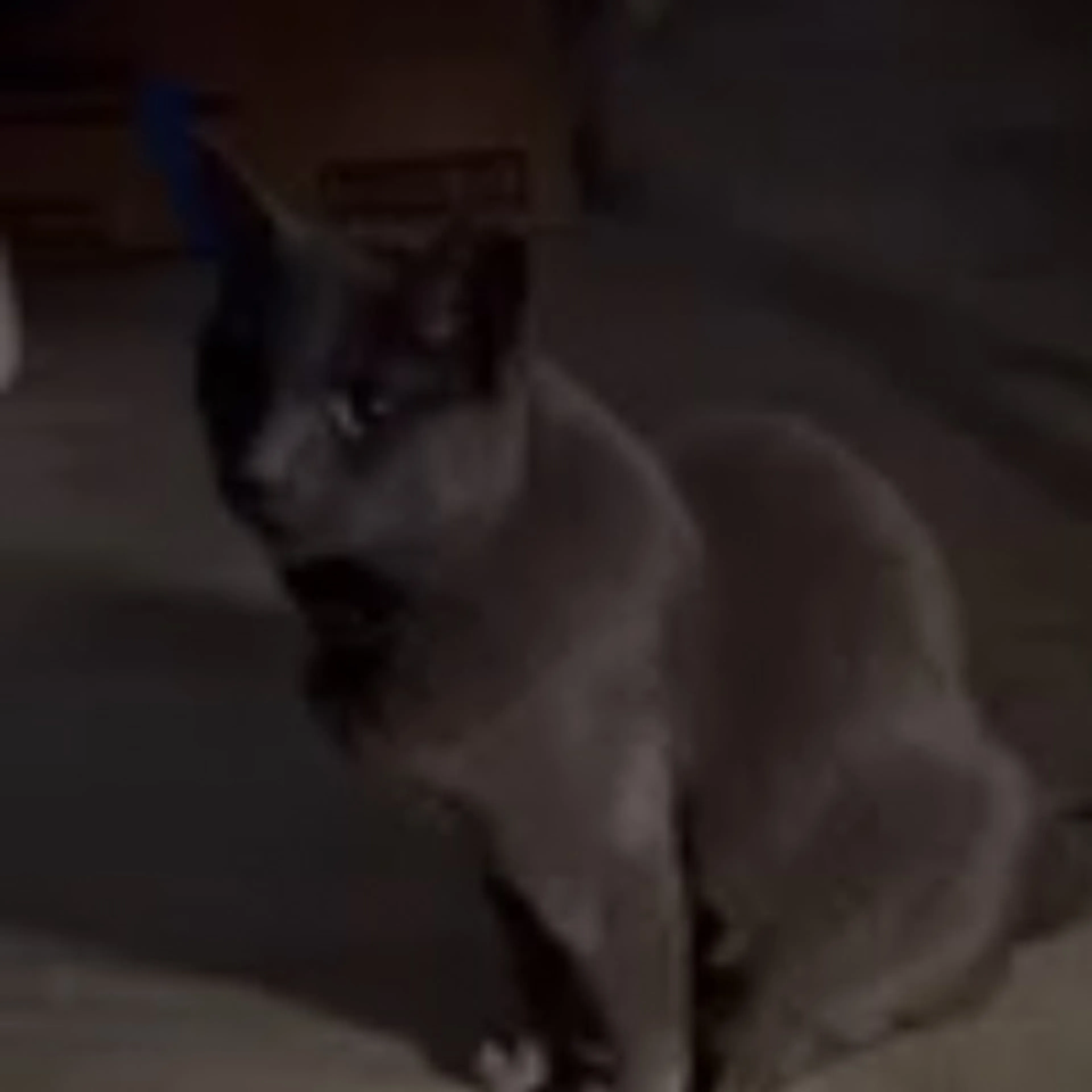 Lost pet-0