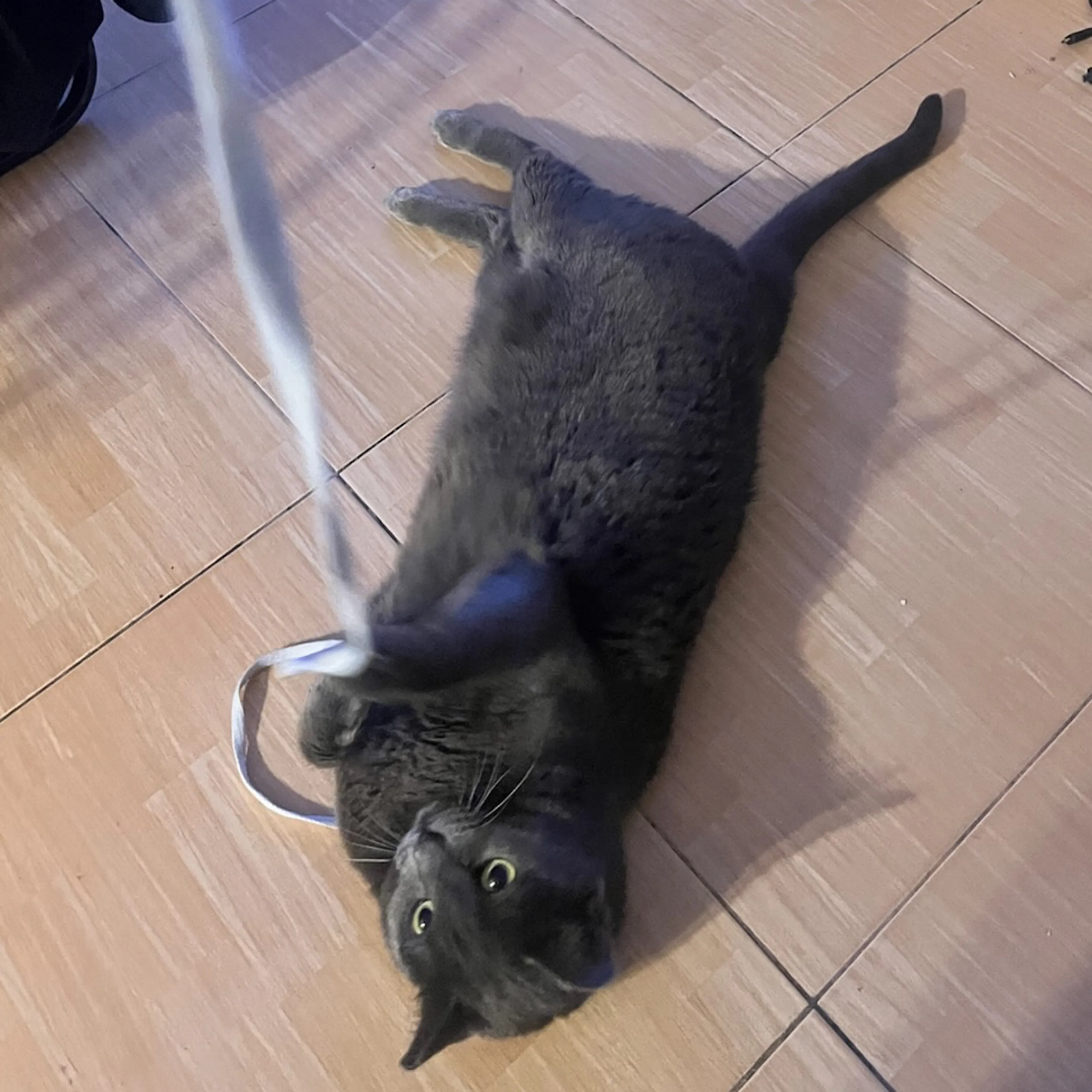 Lost pet-1