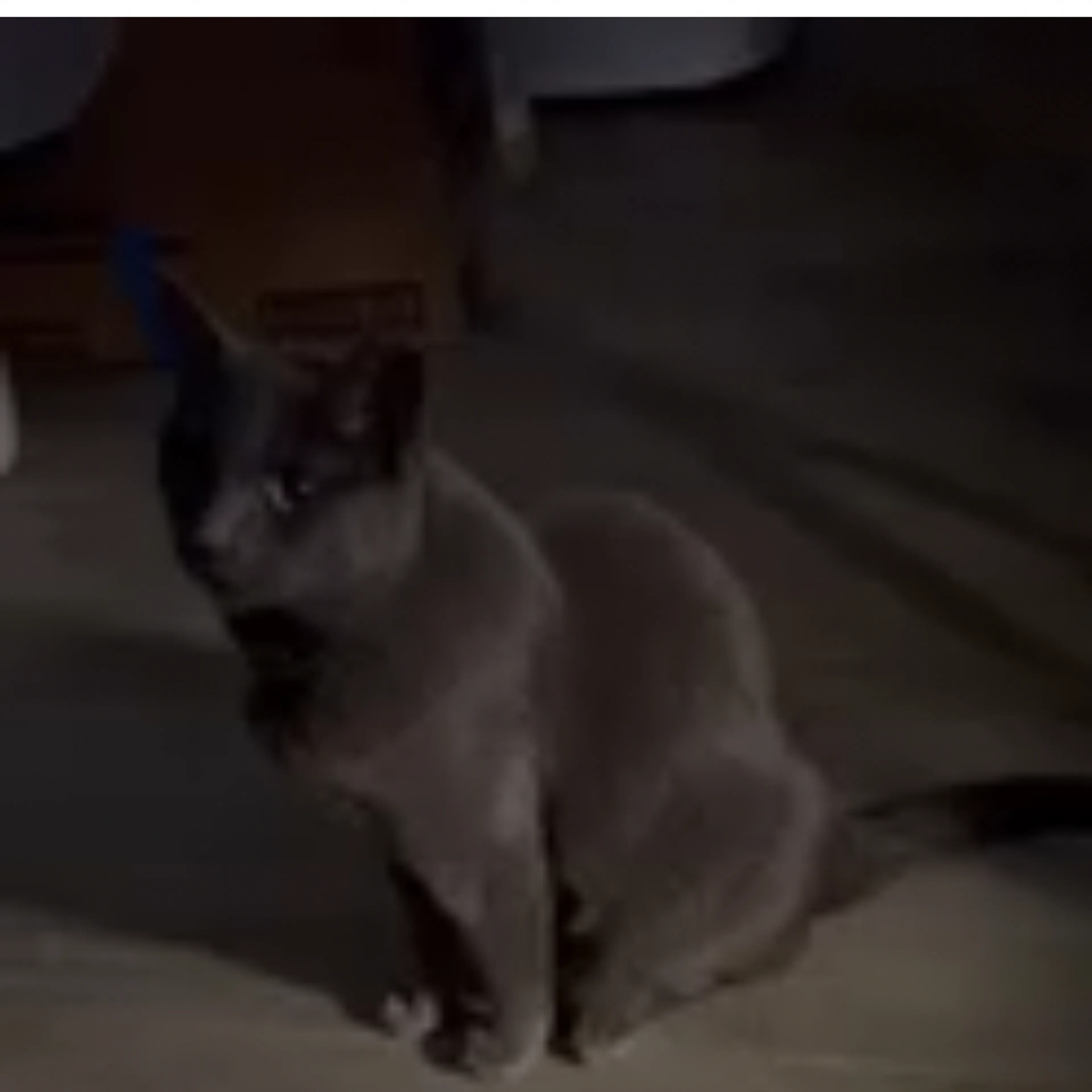 Lost pet-3