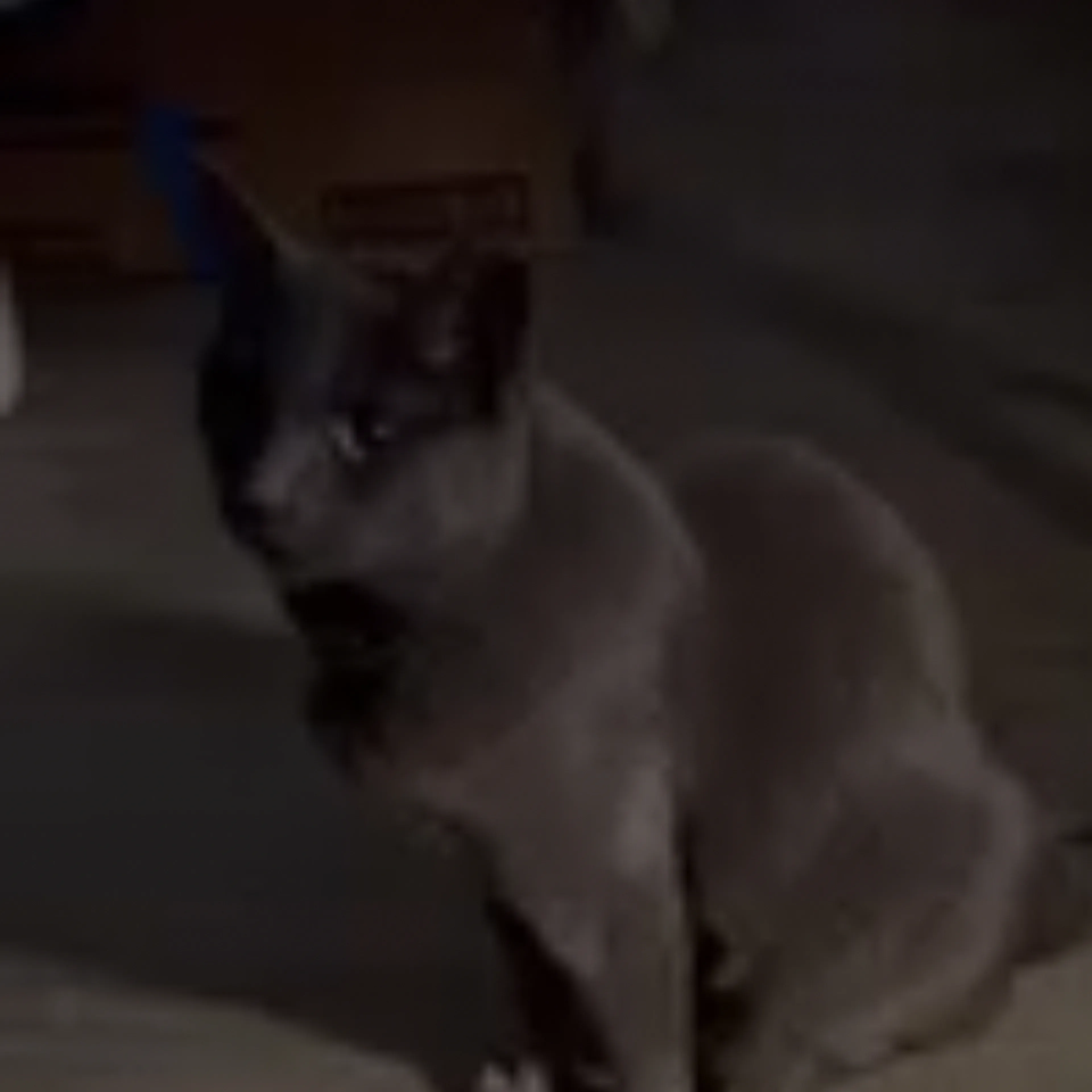 Lost pet-2