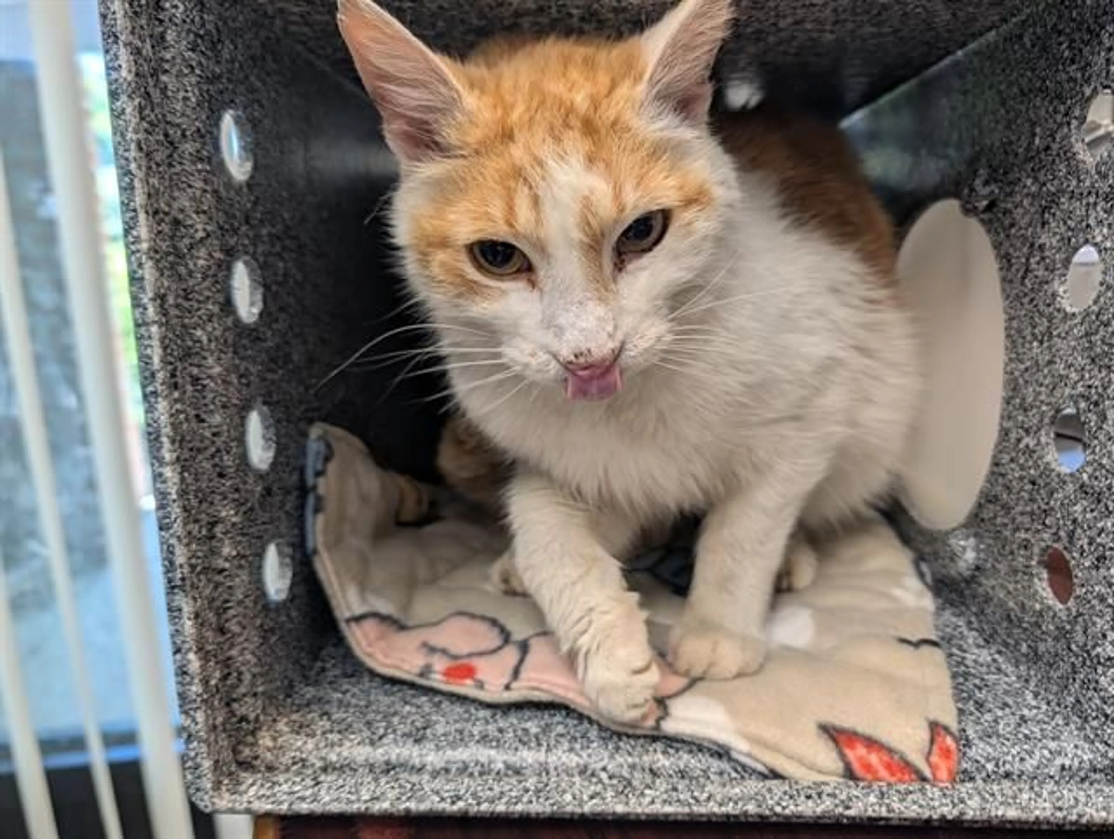 Found pet