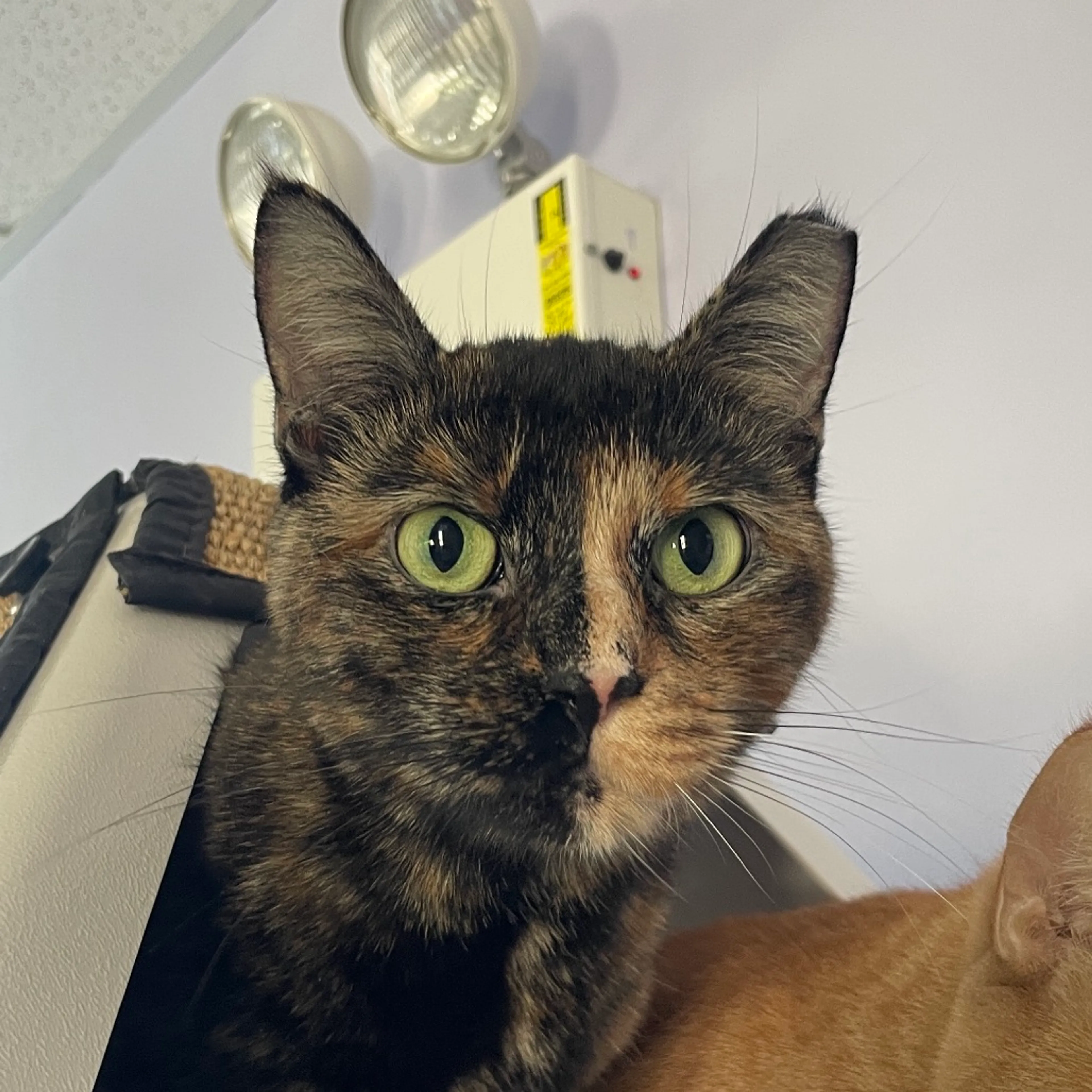 Found pet-0