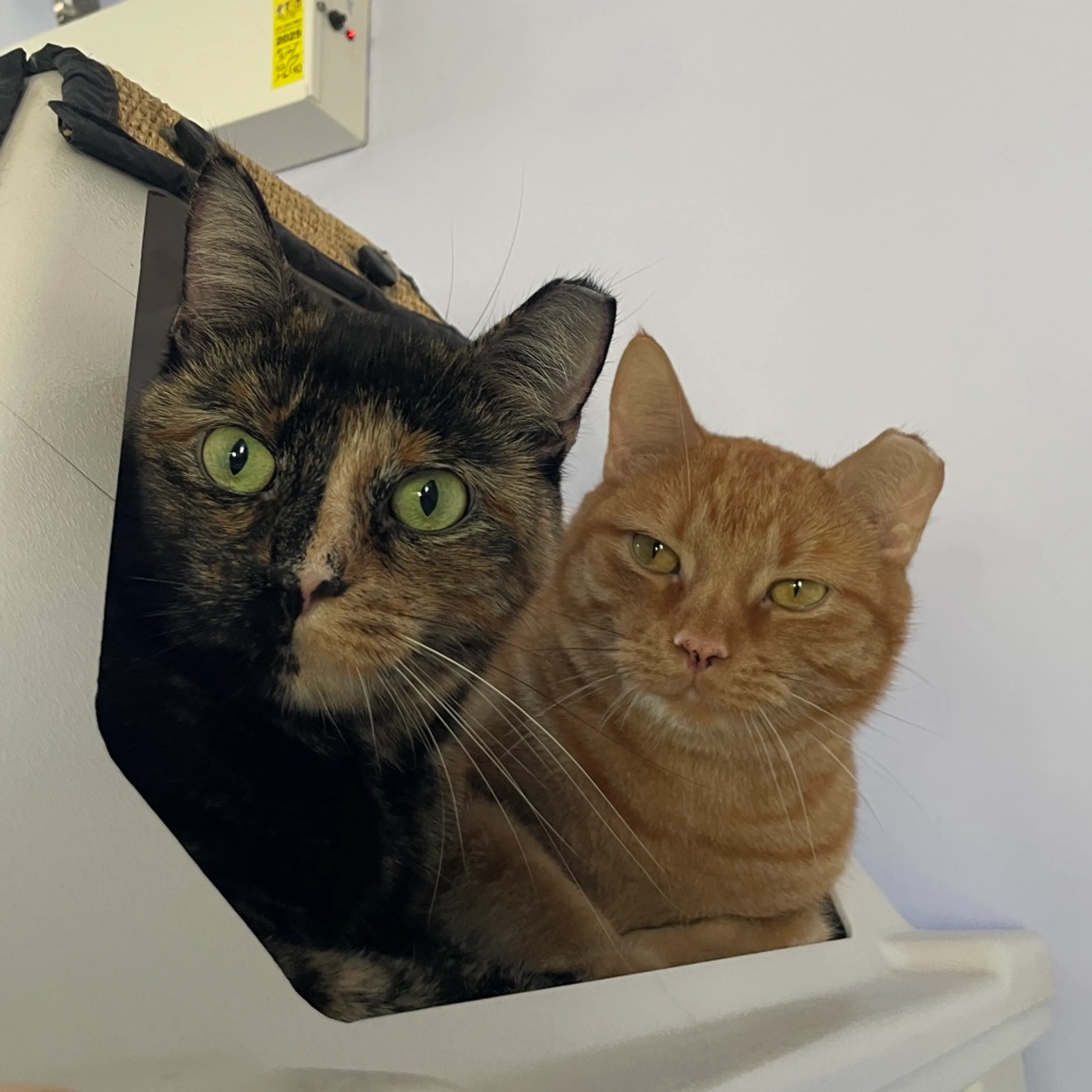 Found pet-1