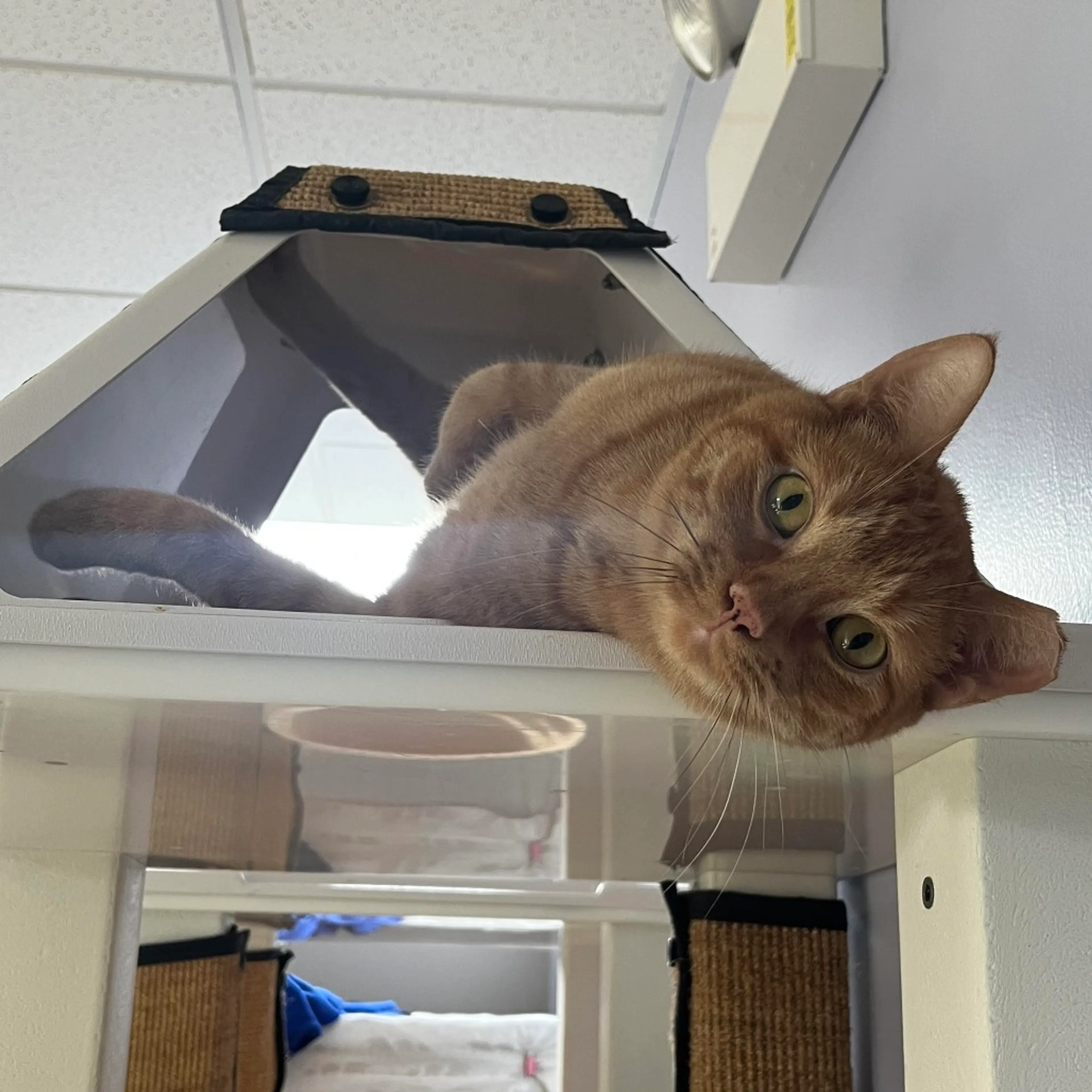Found pet-2