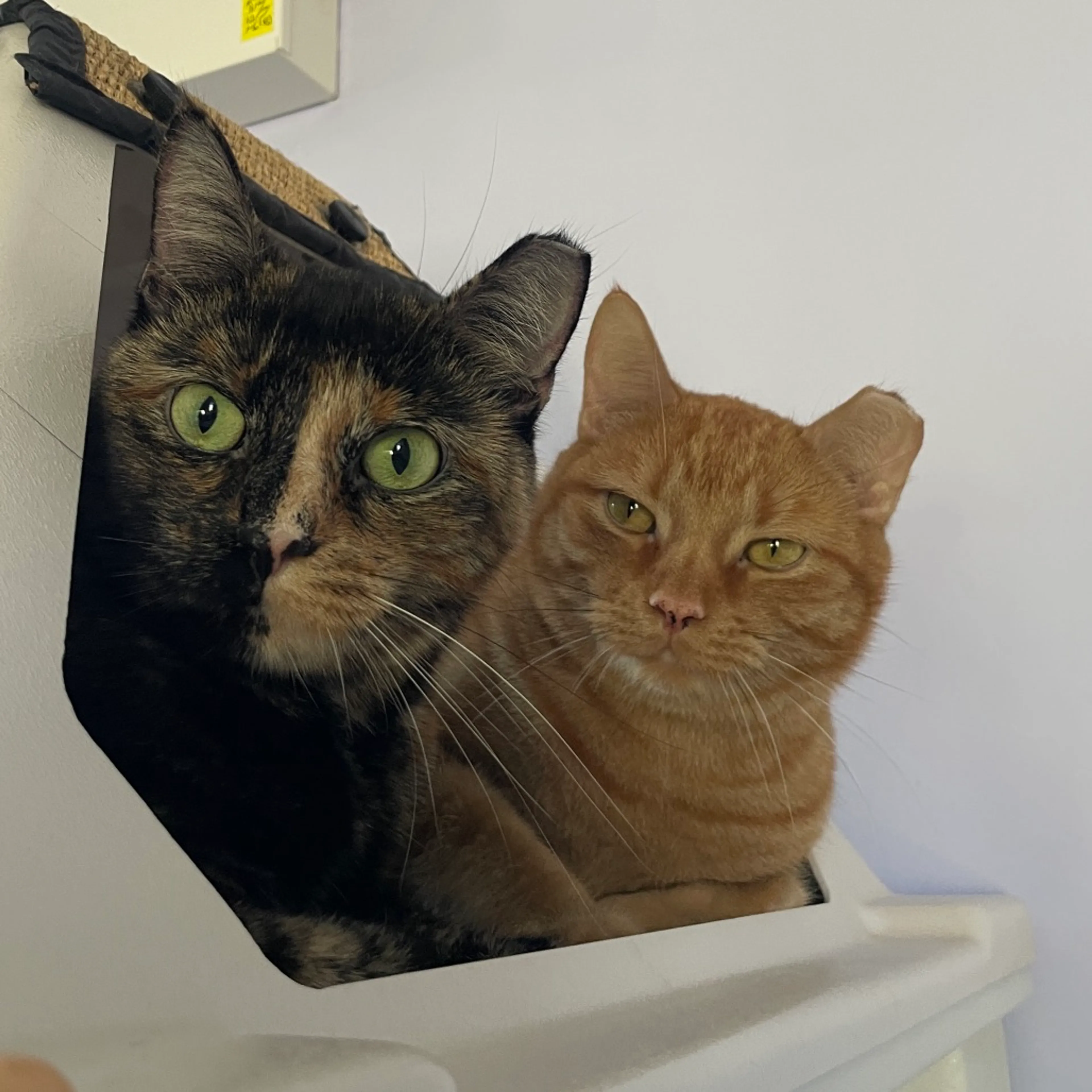 Found pet-1