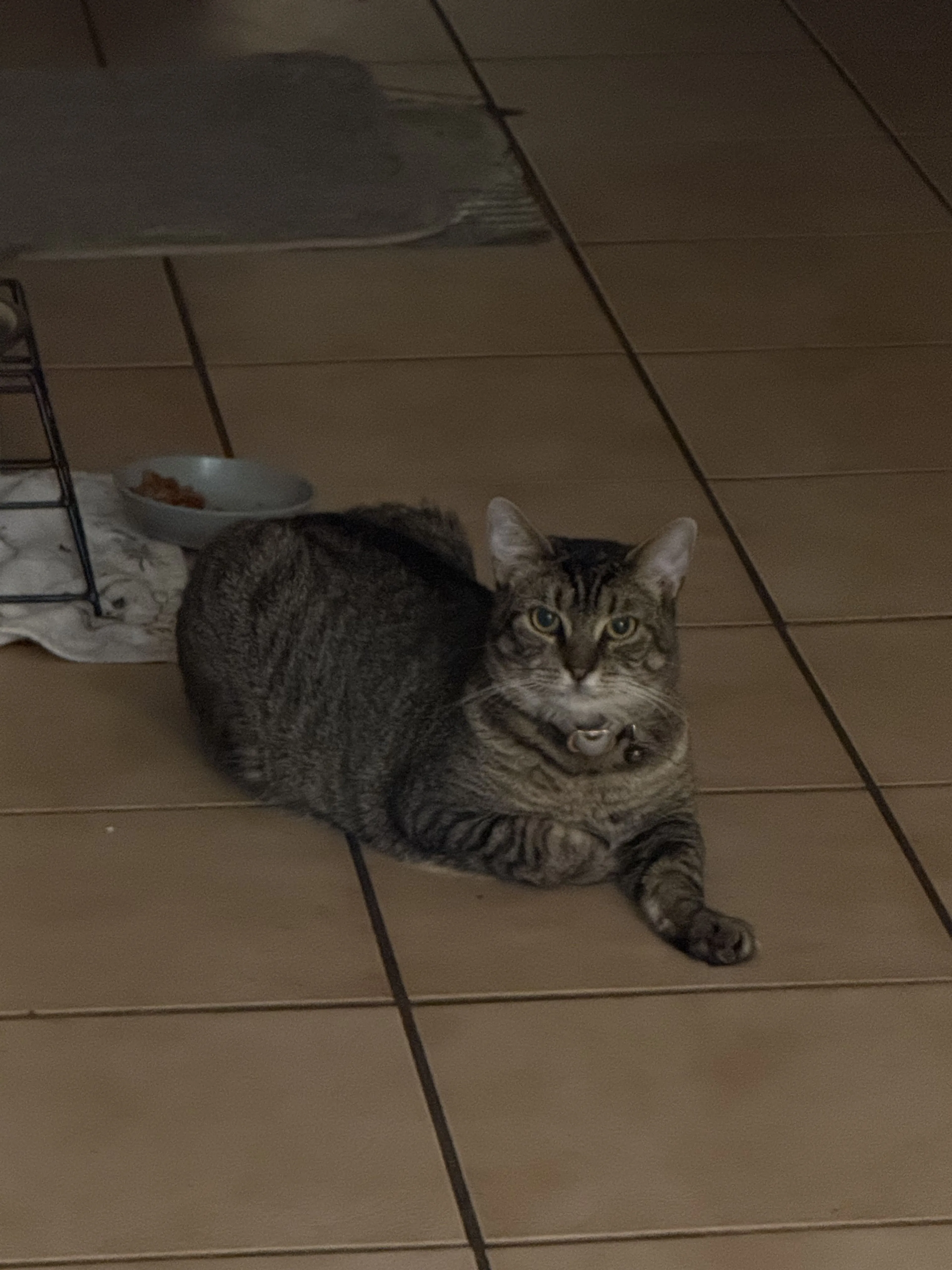 Lost pet-0