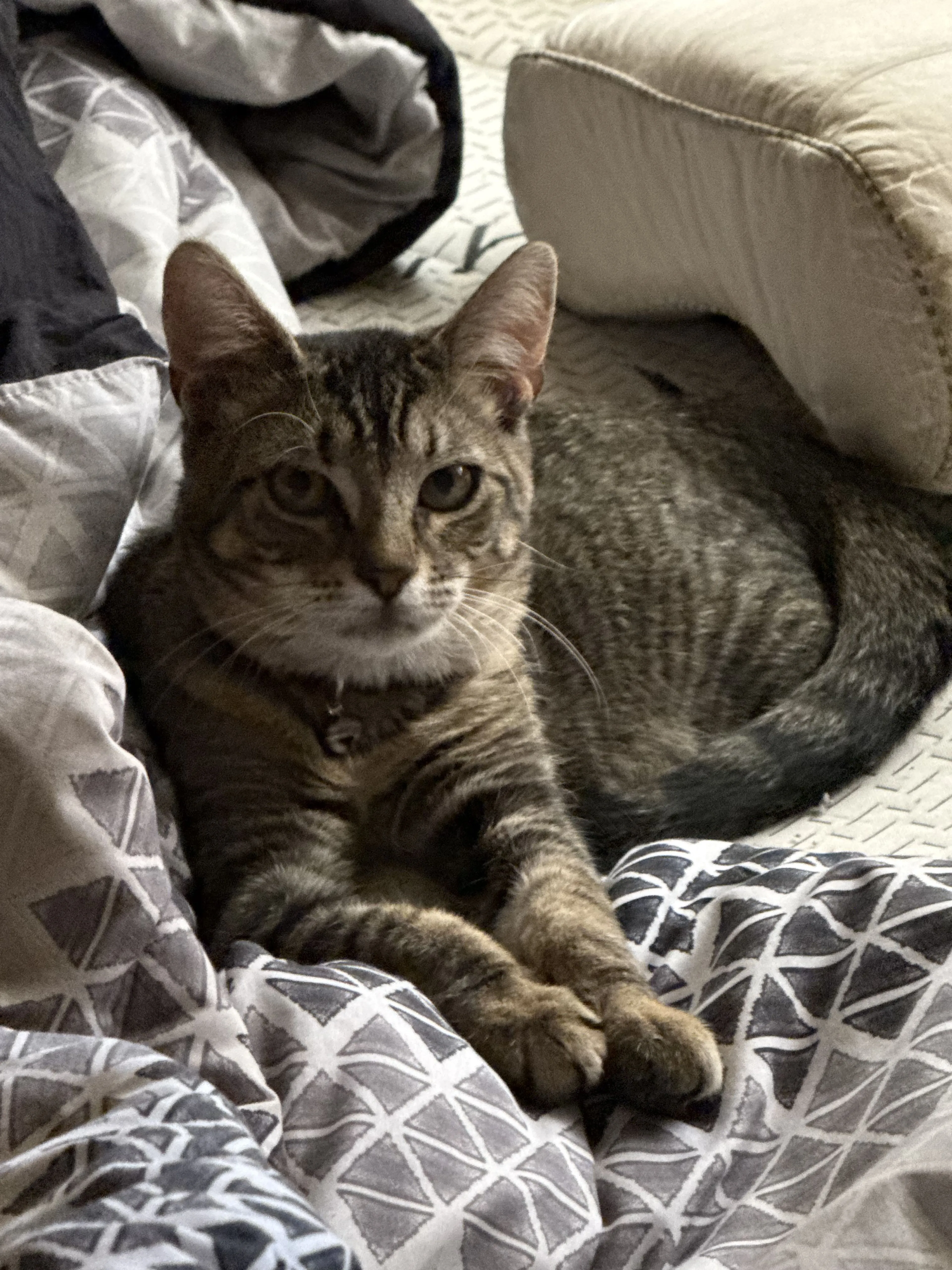 Lost pet-1
