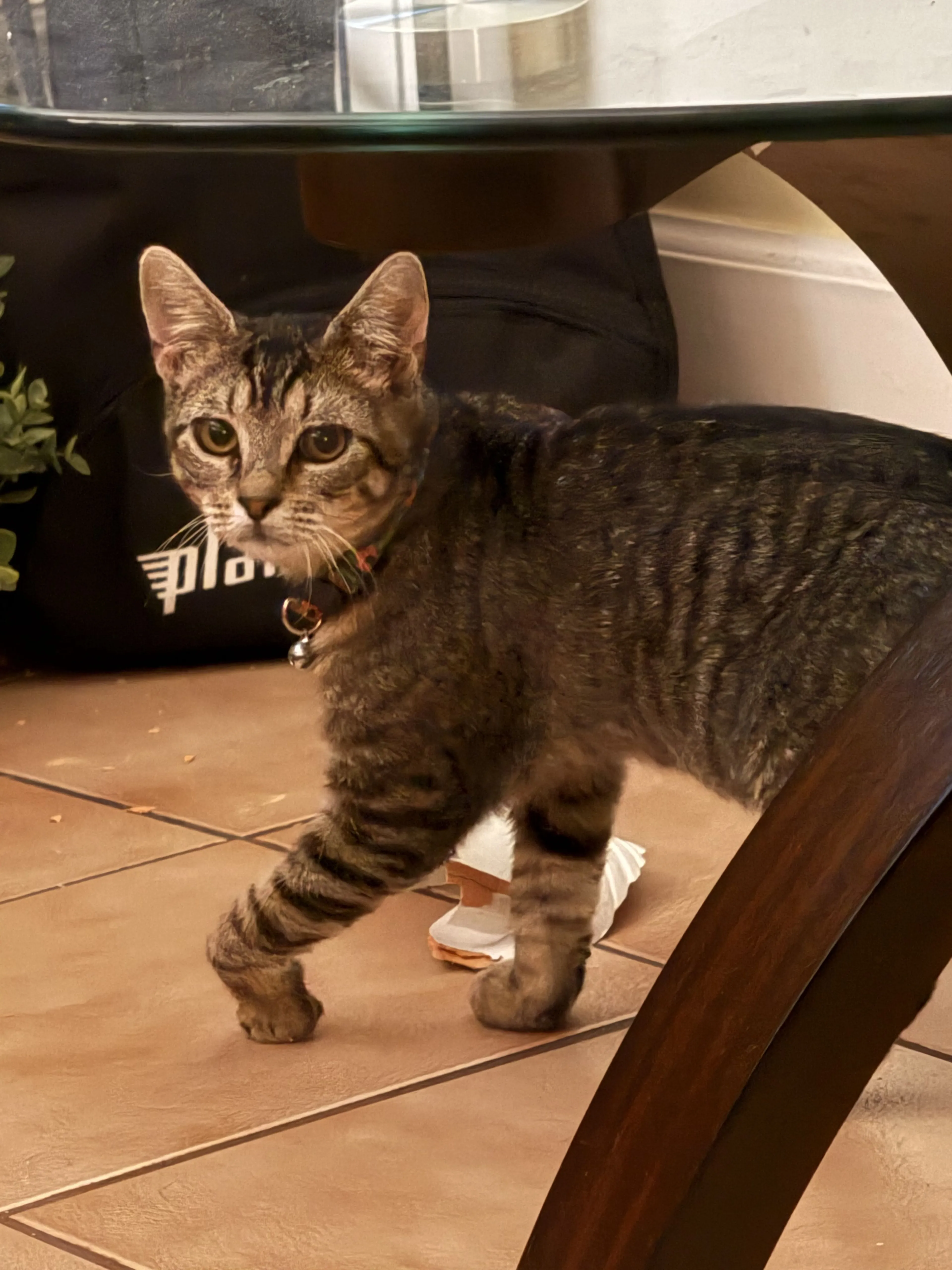 Lost pet-2