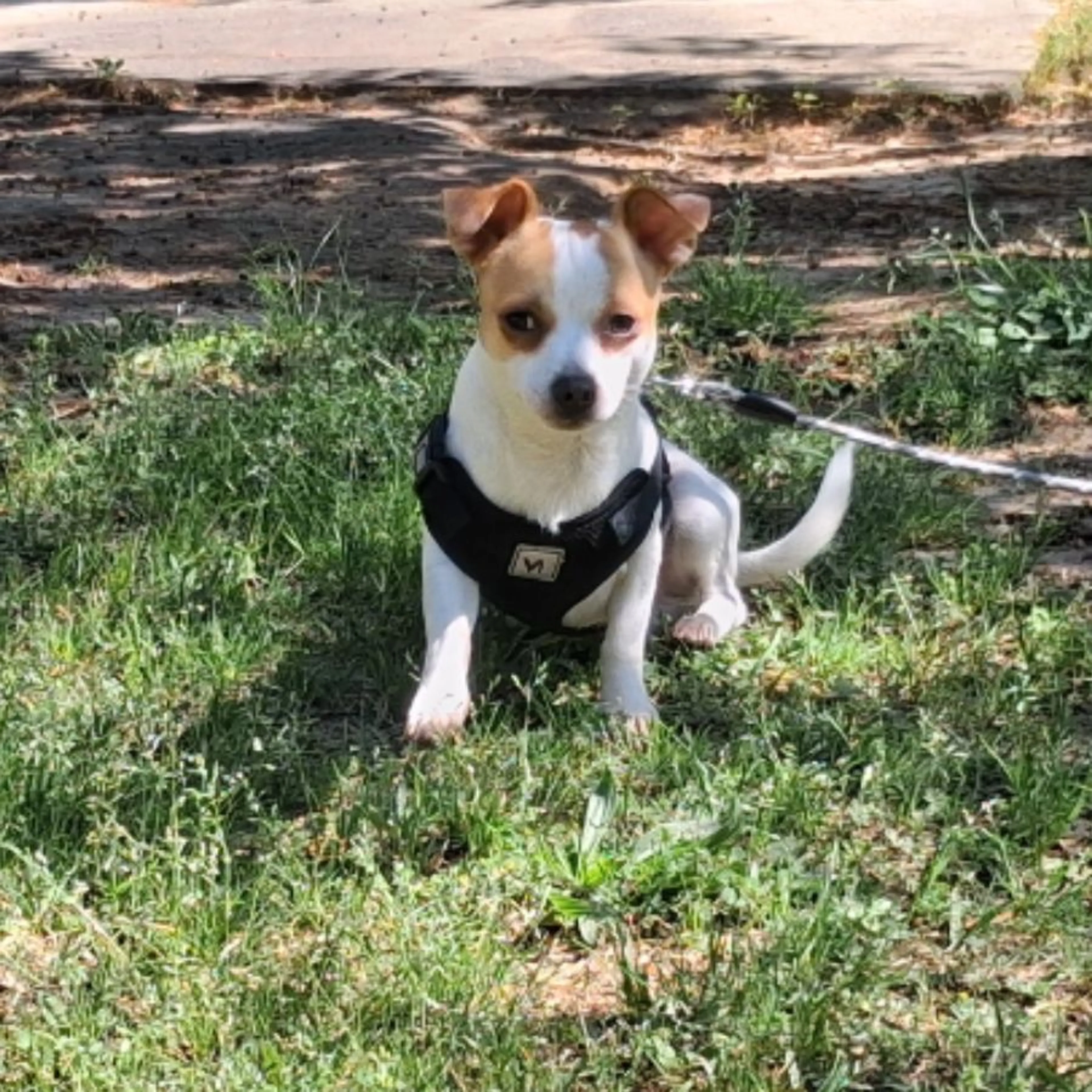 Lost pet