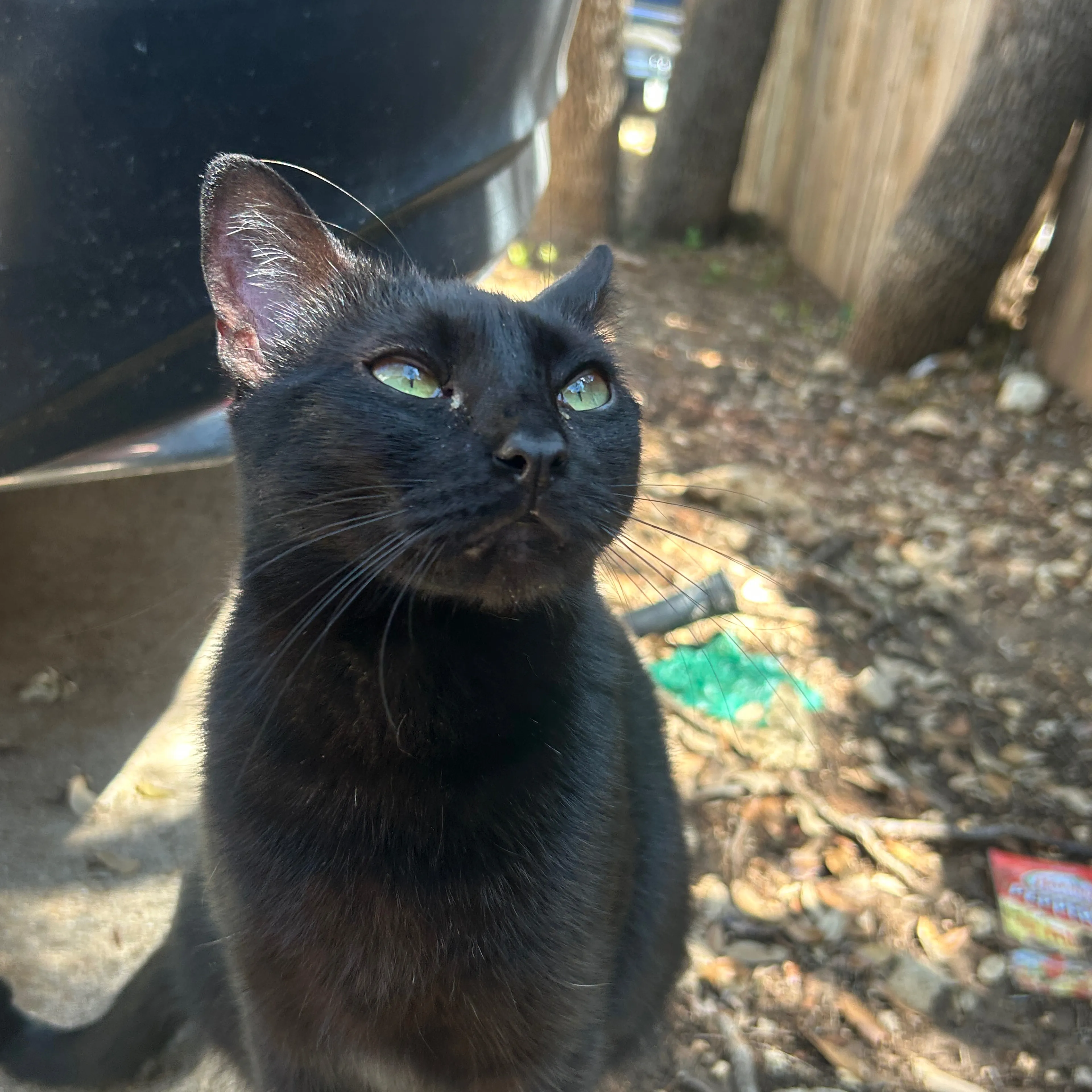 Found pet-1