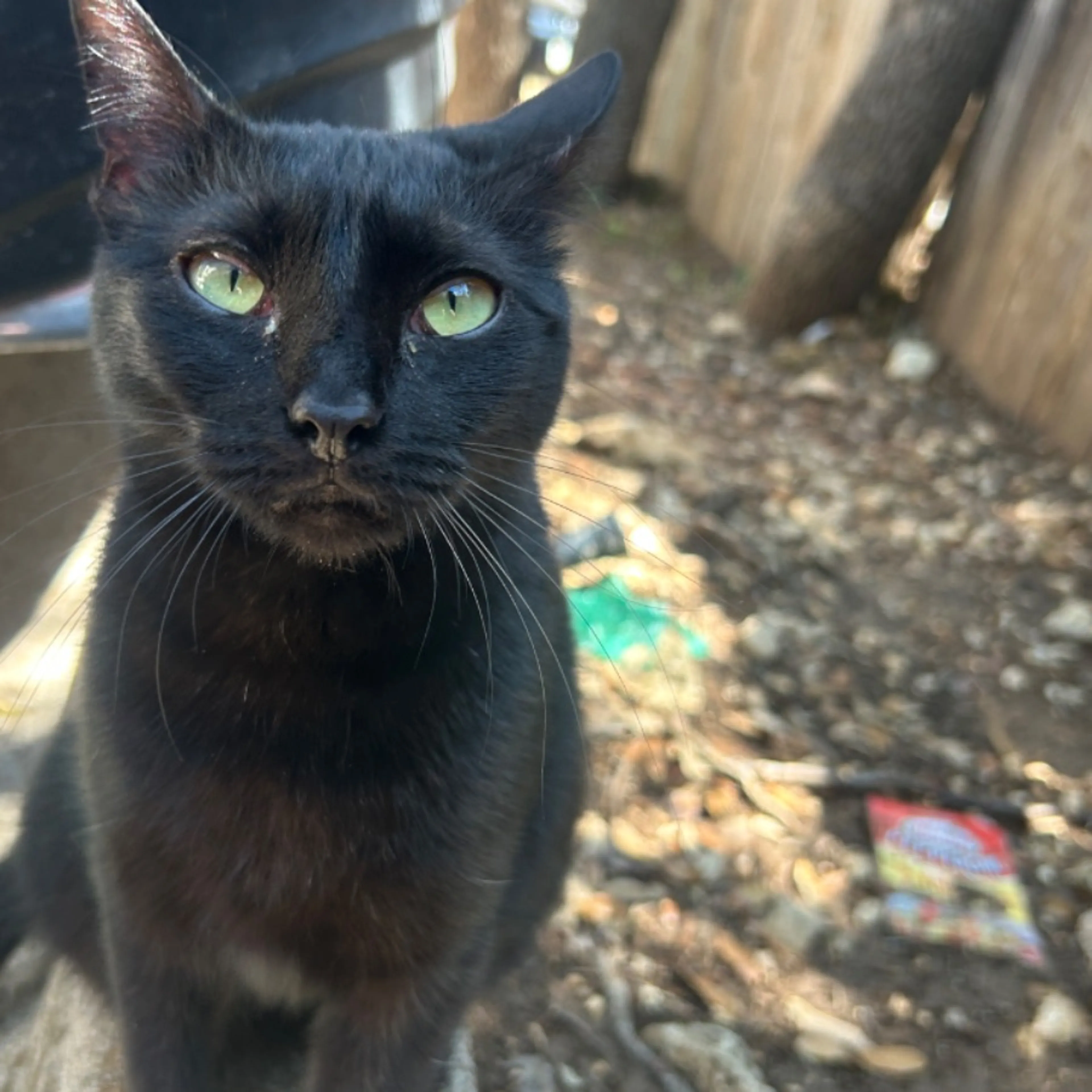 Found pet-0