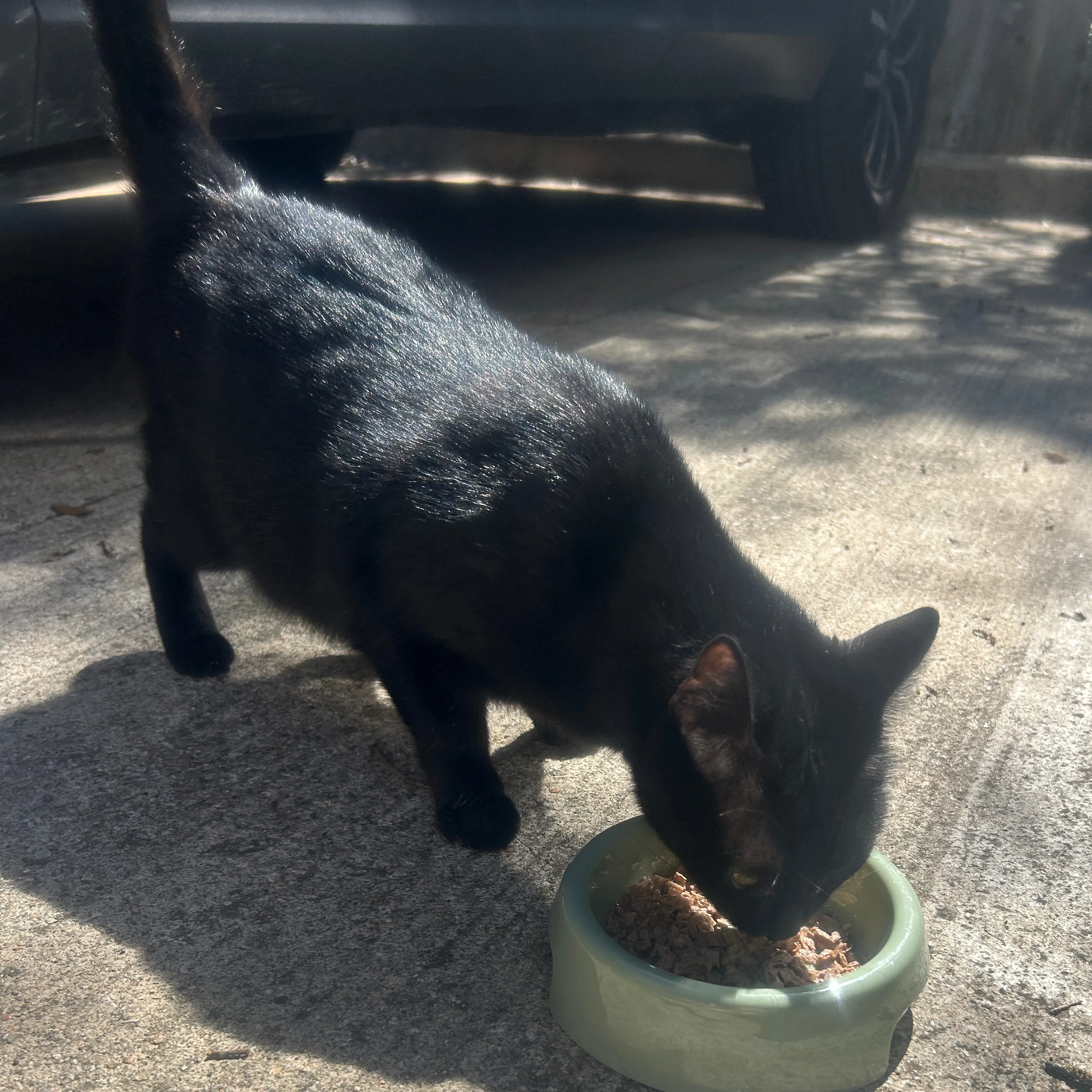 Found pet-2