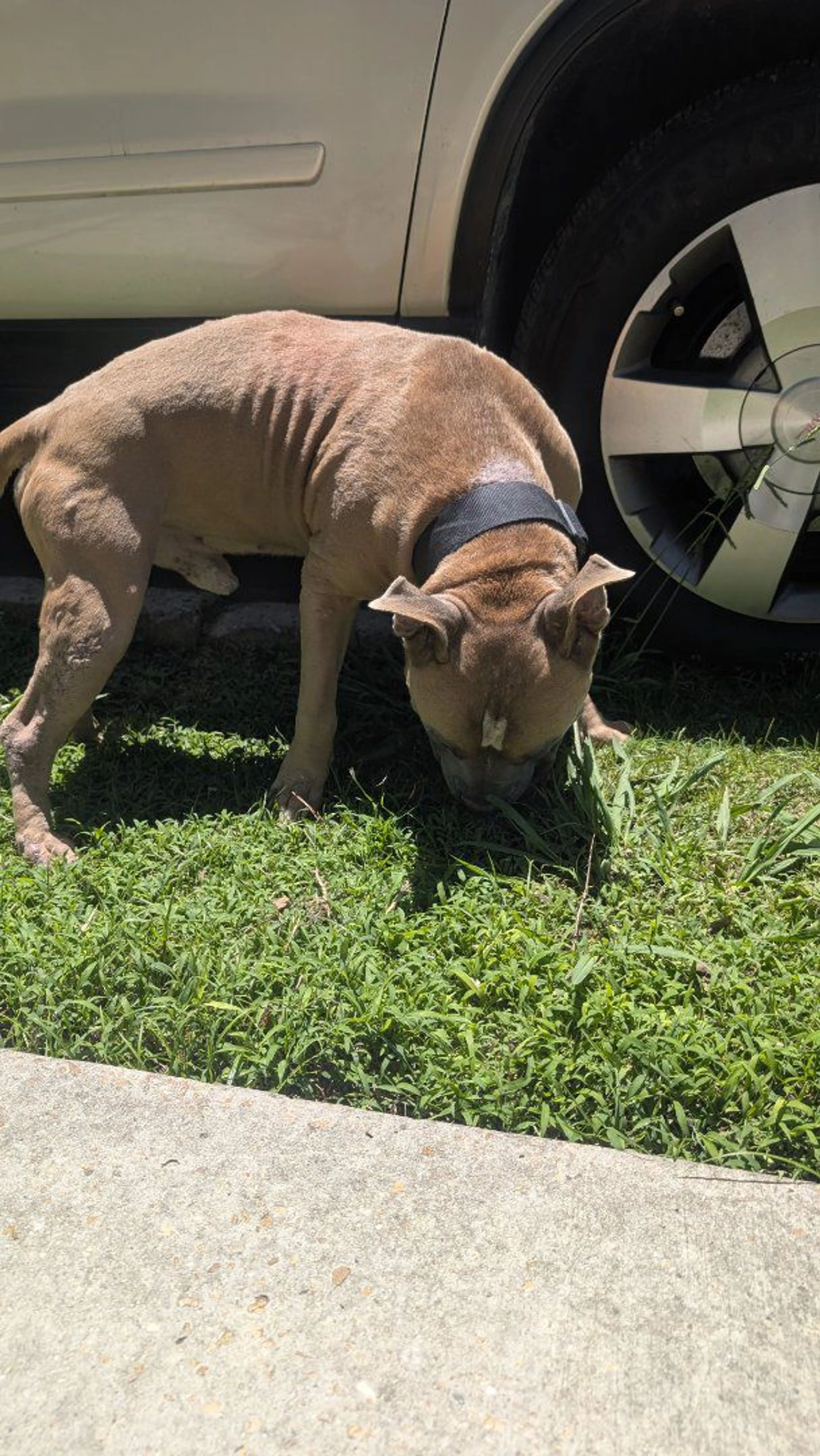 Lost pet