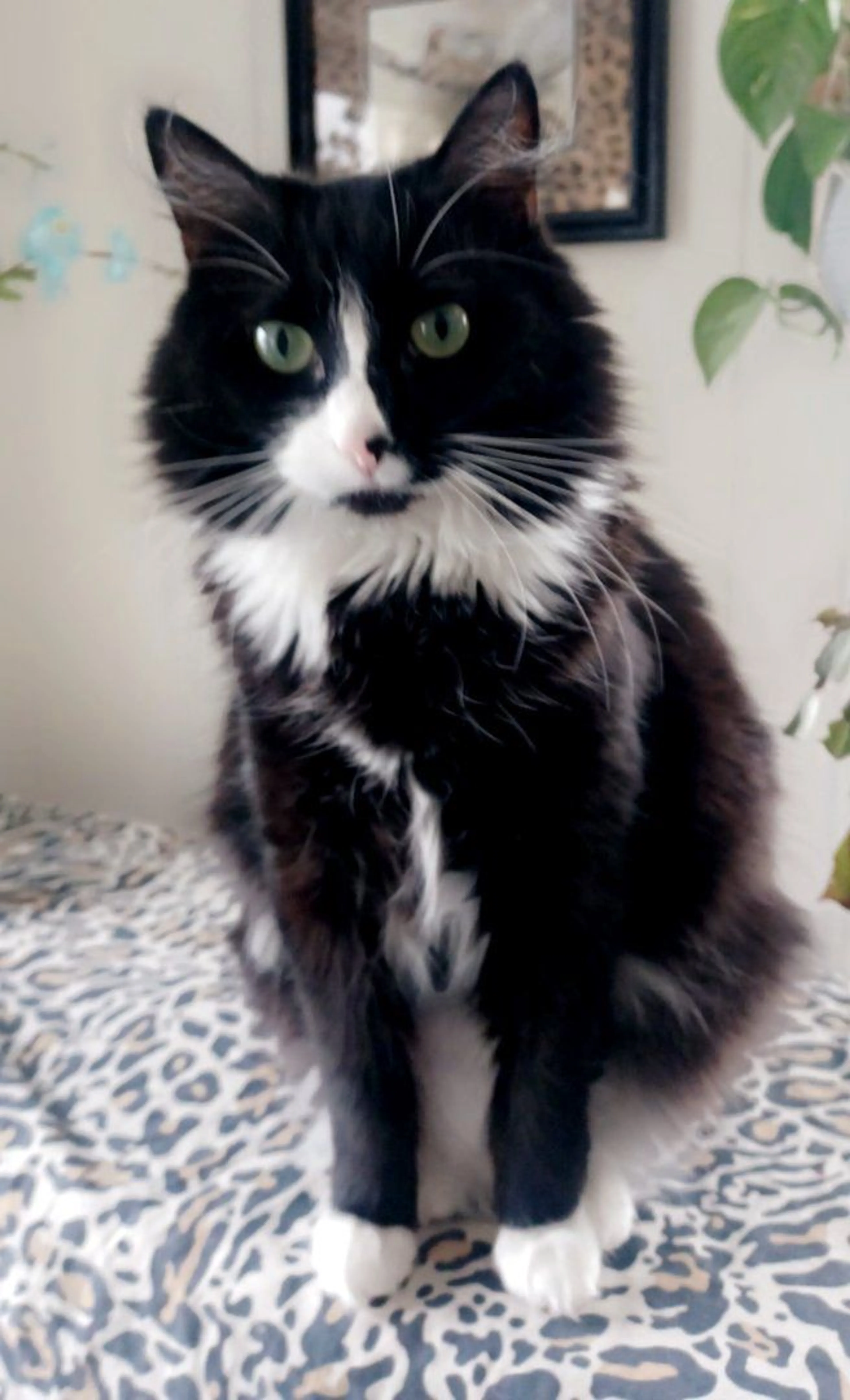Lost pet