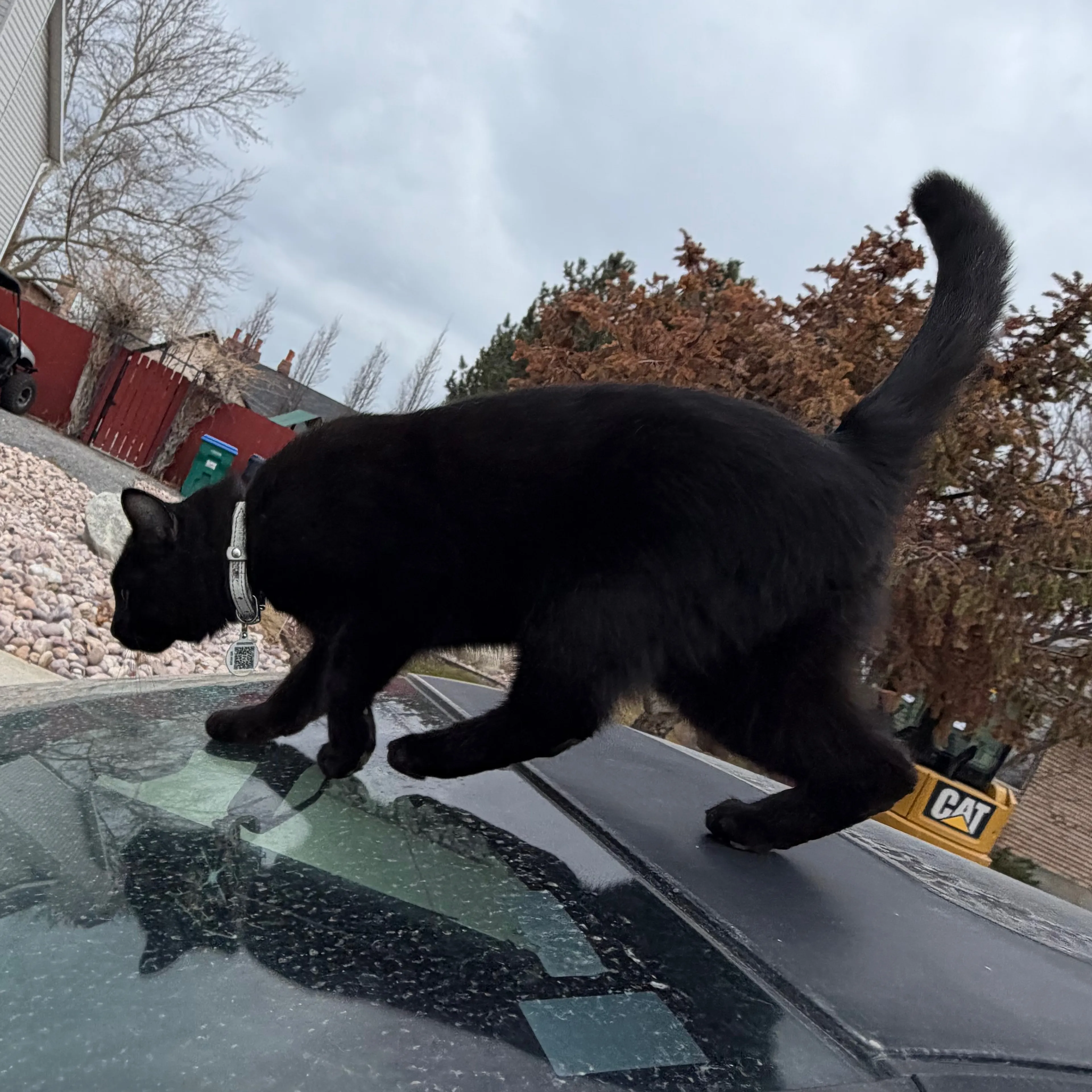 Lost pet-1