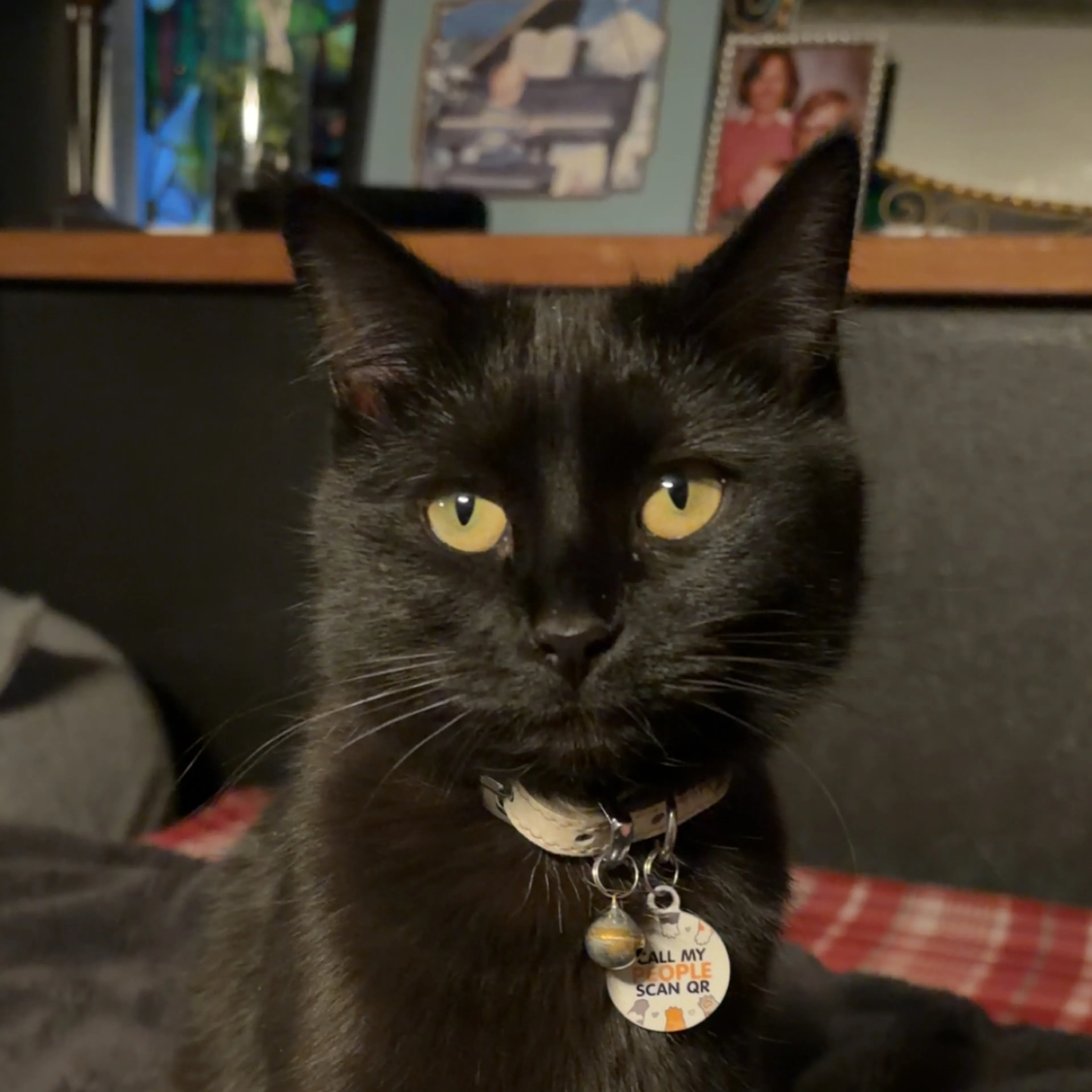 Lost pet-2