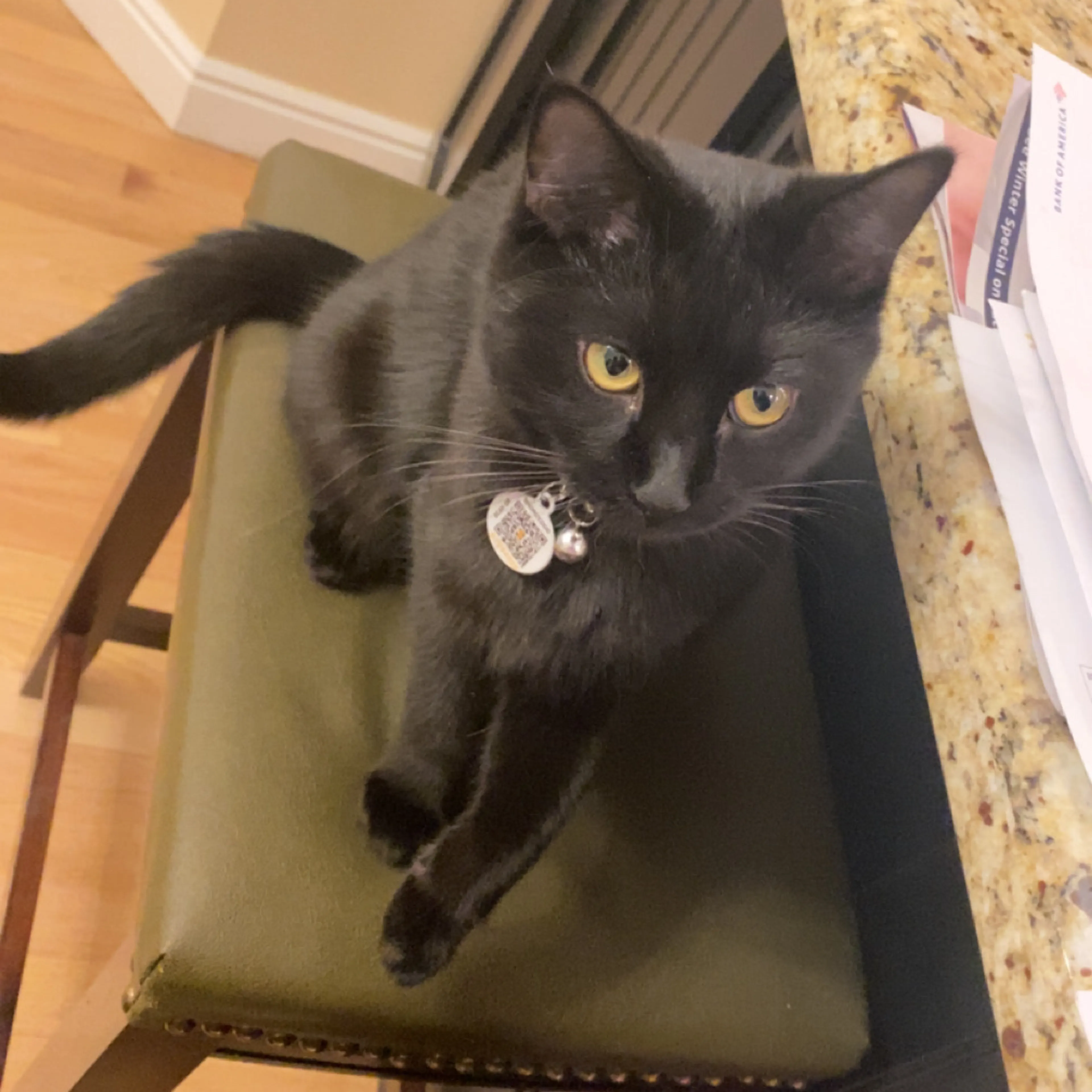 Lost pet-3