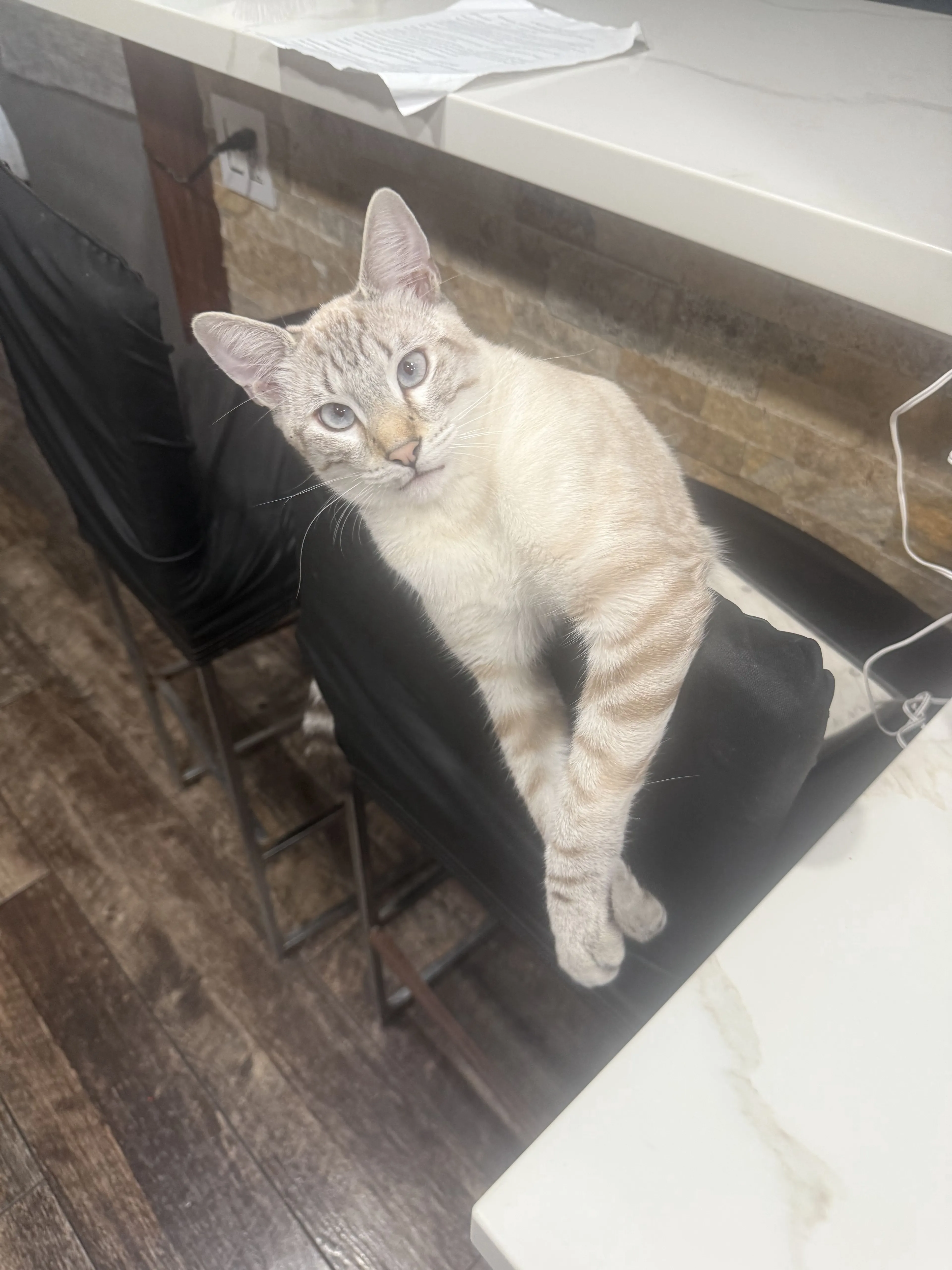 Lost pet-1