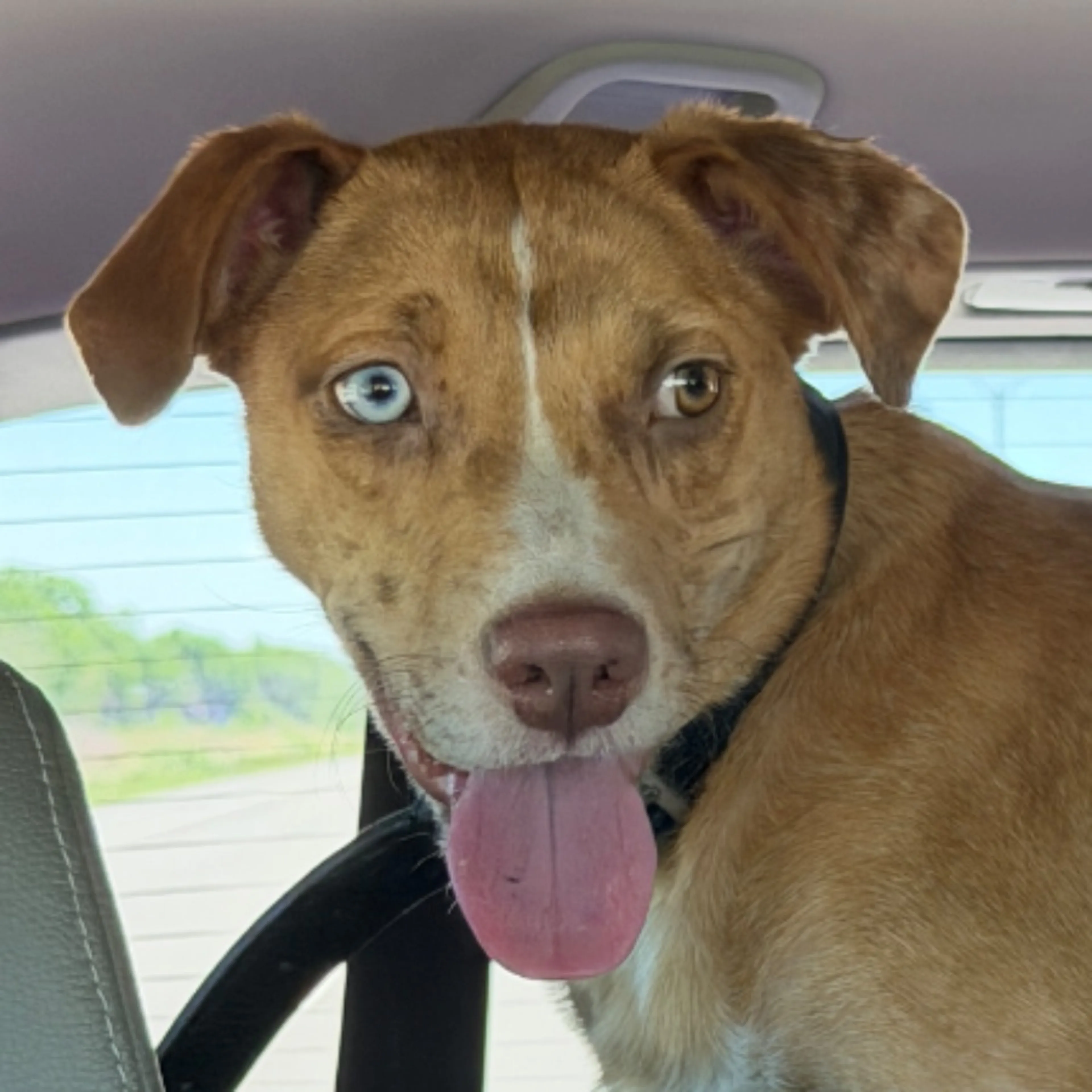 Found pet