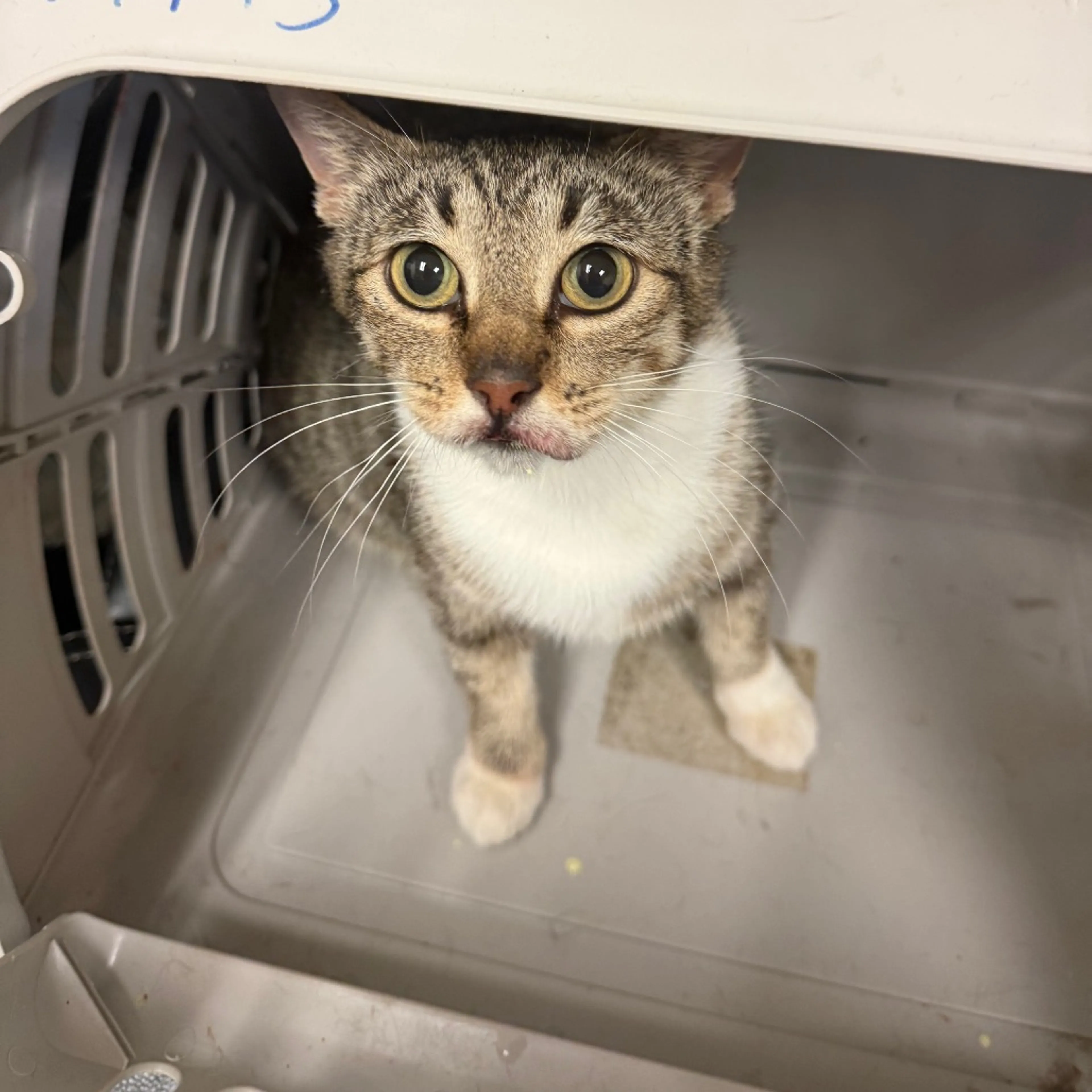 Found pet