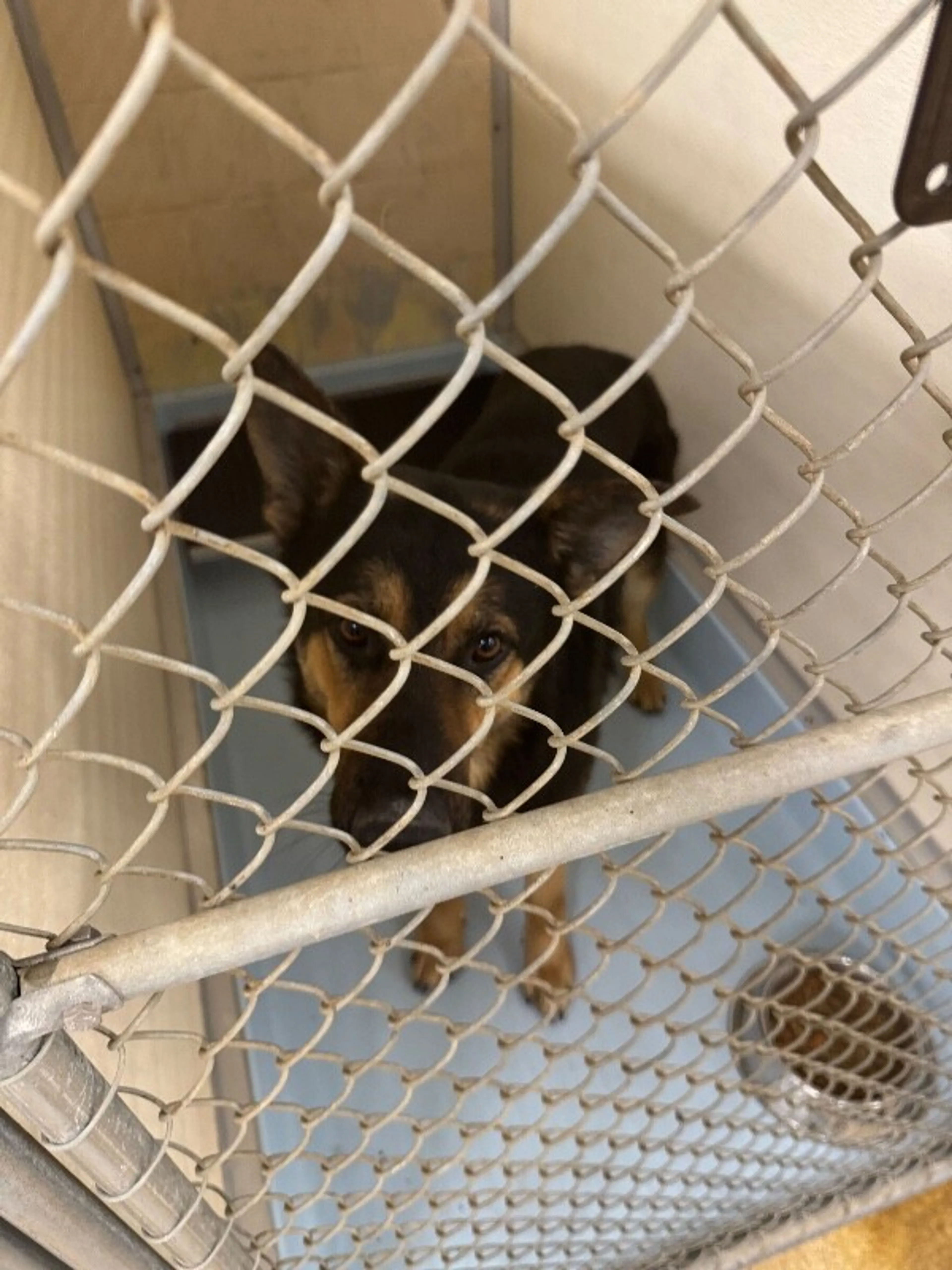 Found pet-1