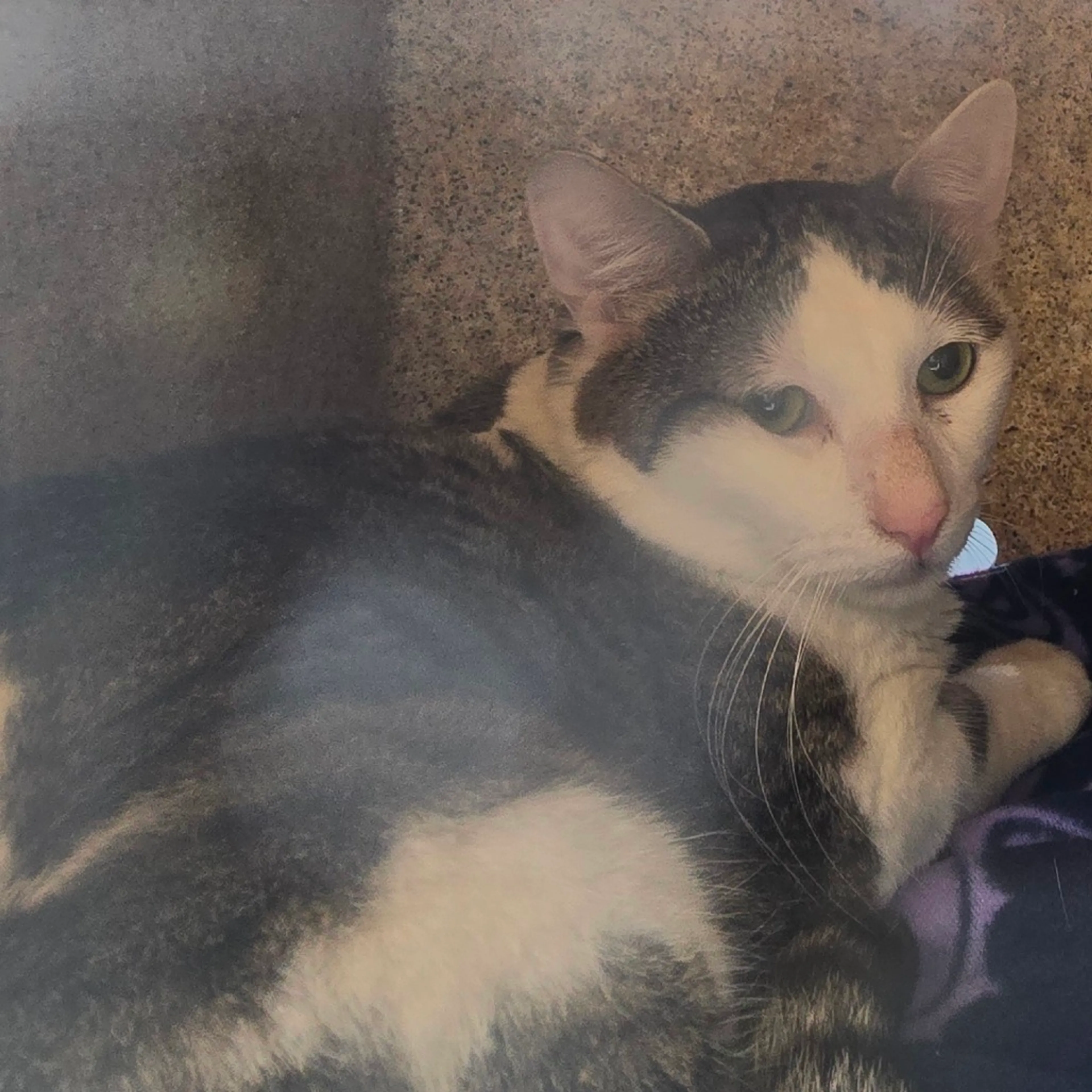 Found pet