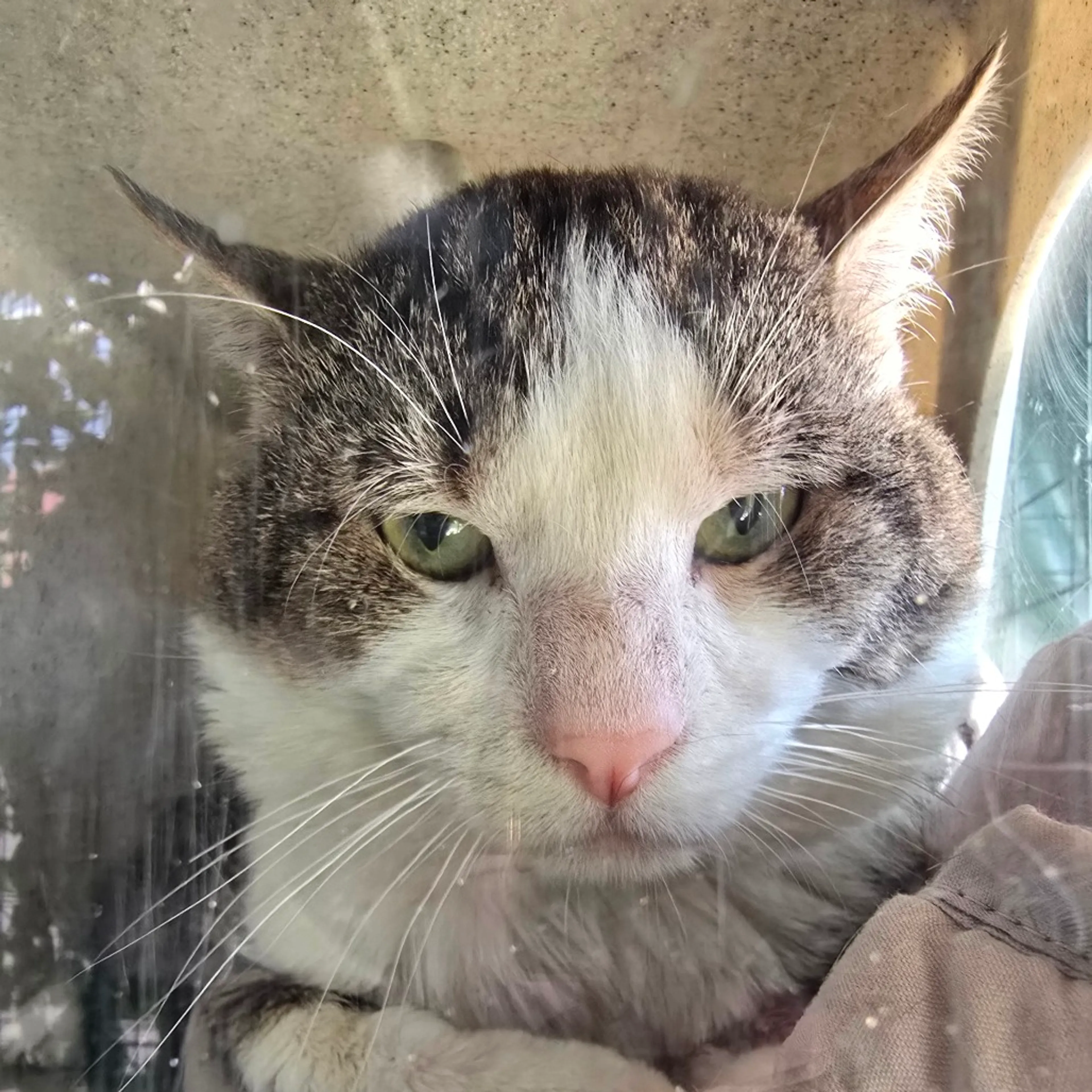 Found pet