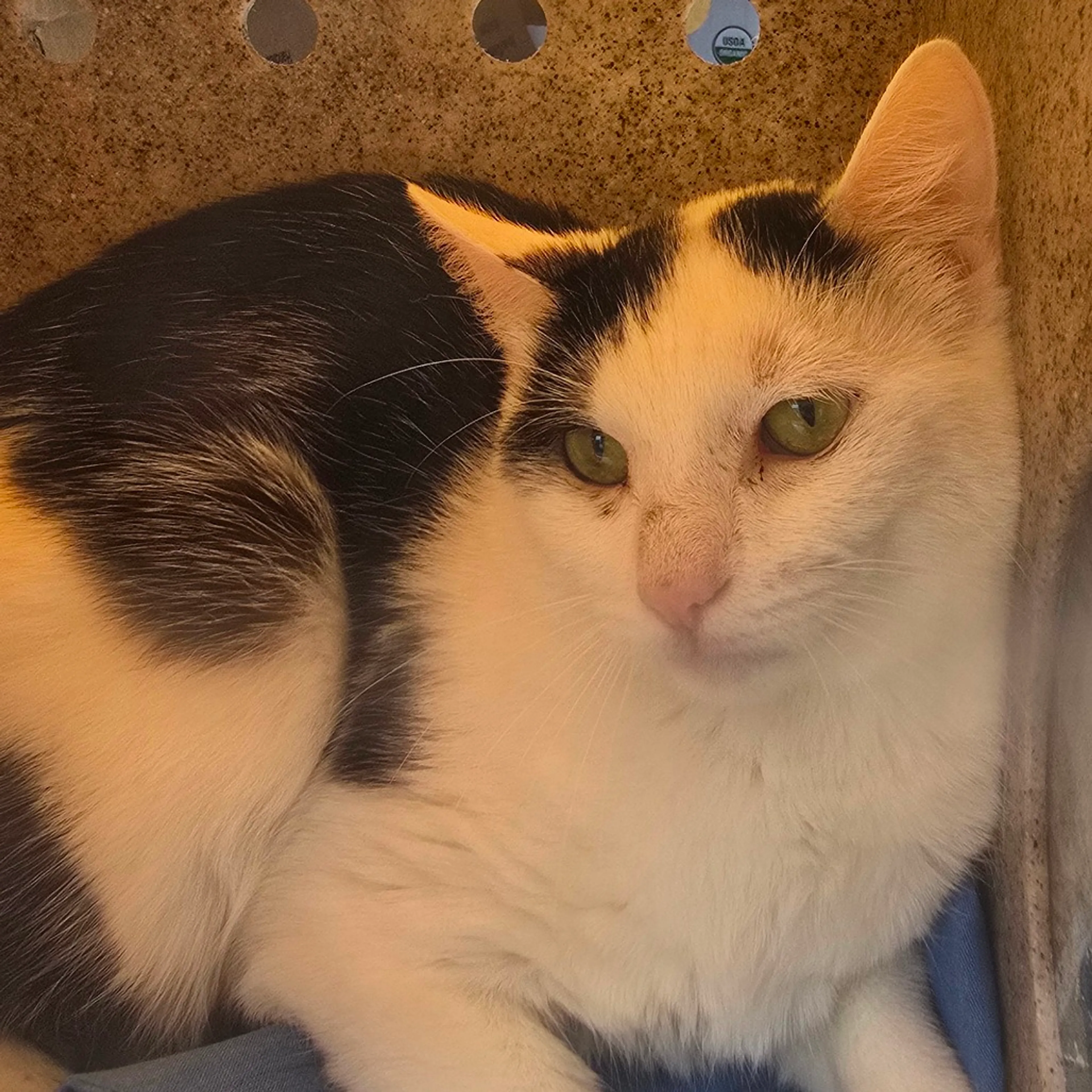 Found pet