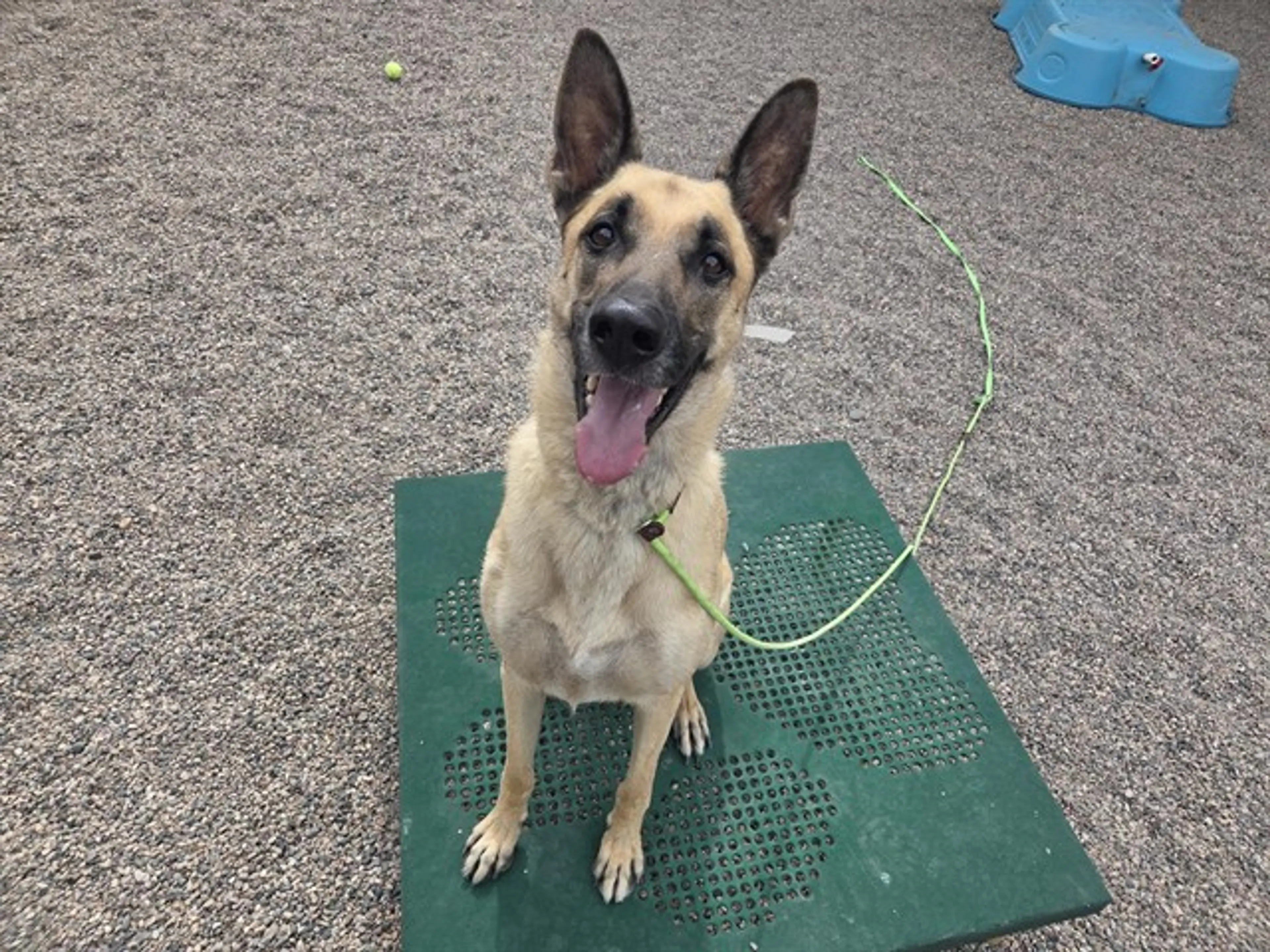 Found pet