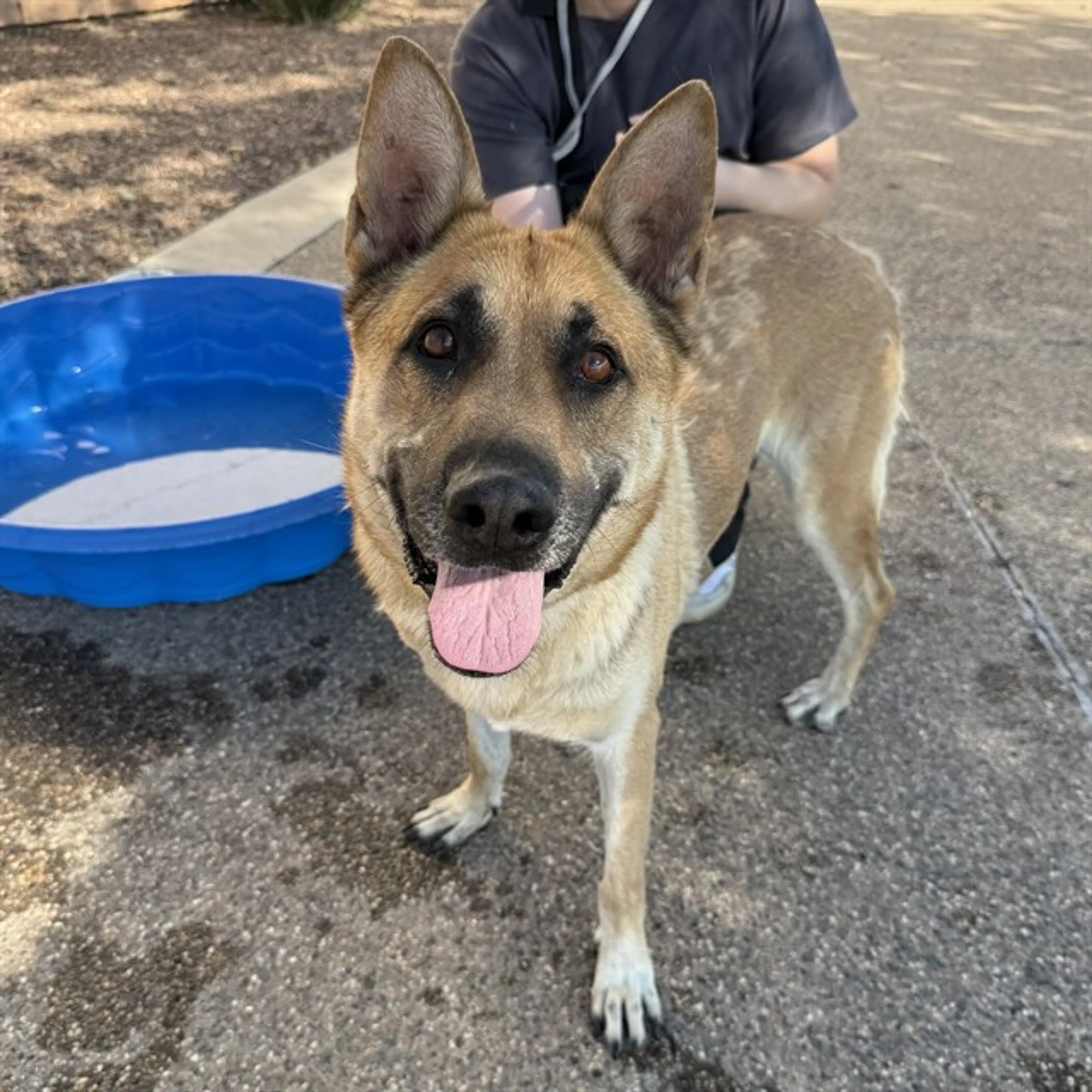 Found pet