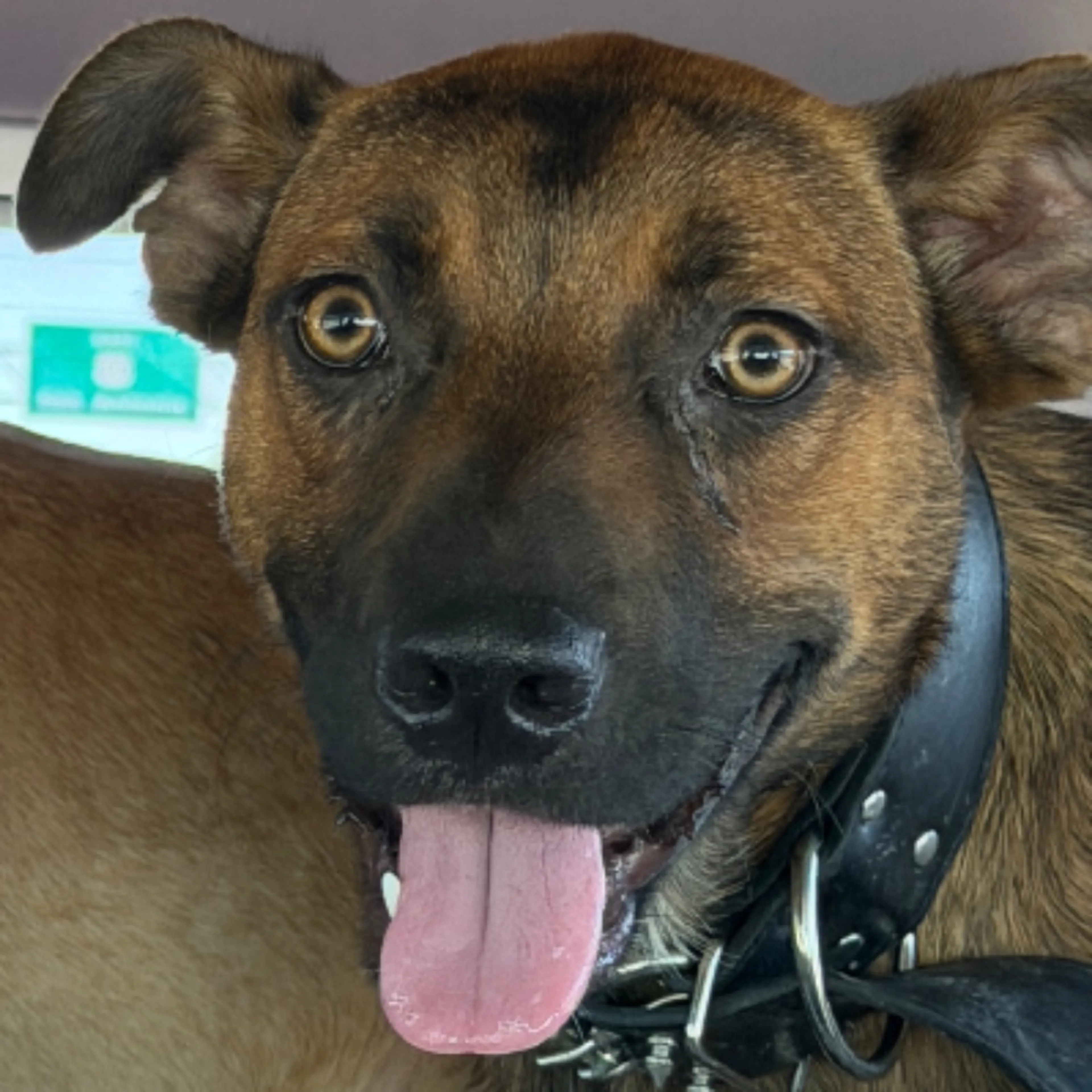 Found pet