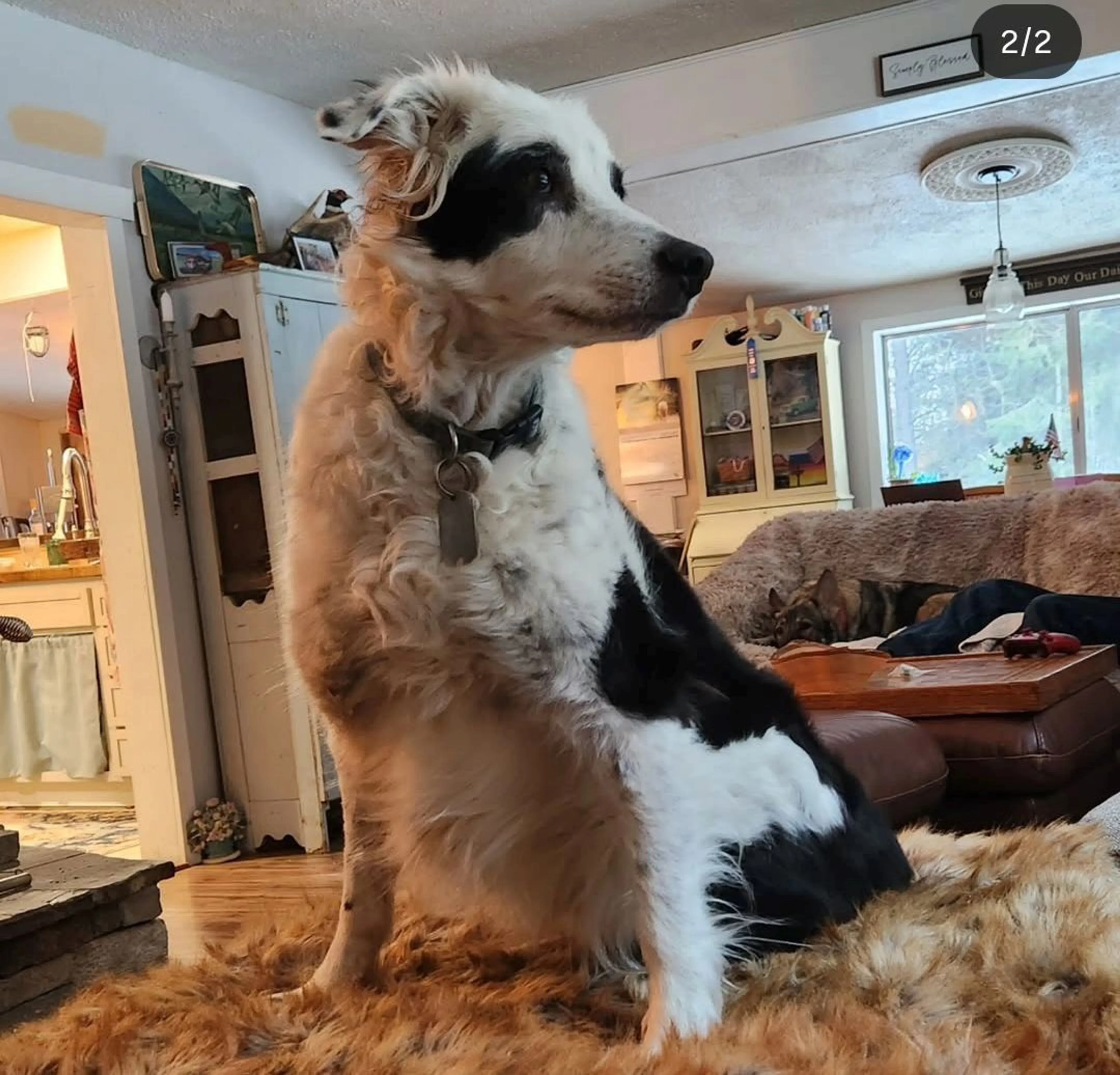 Lost pet-1