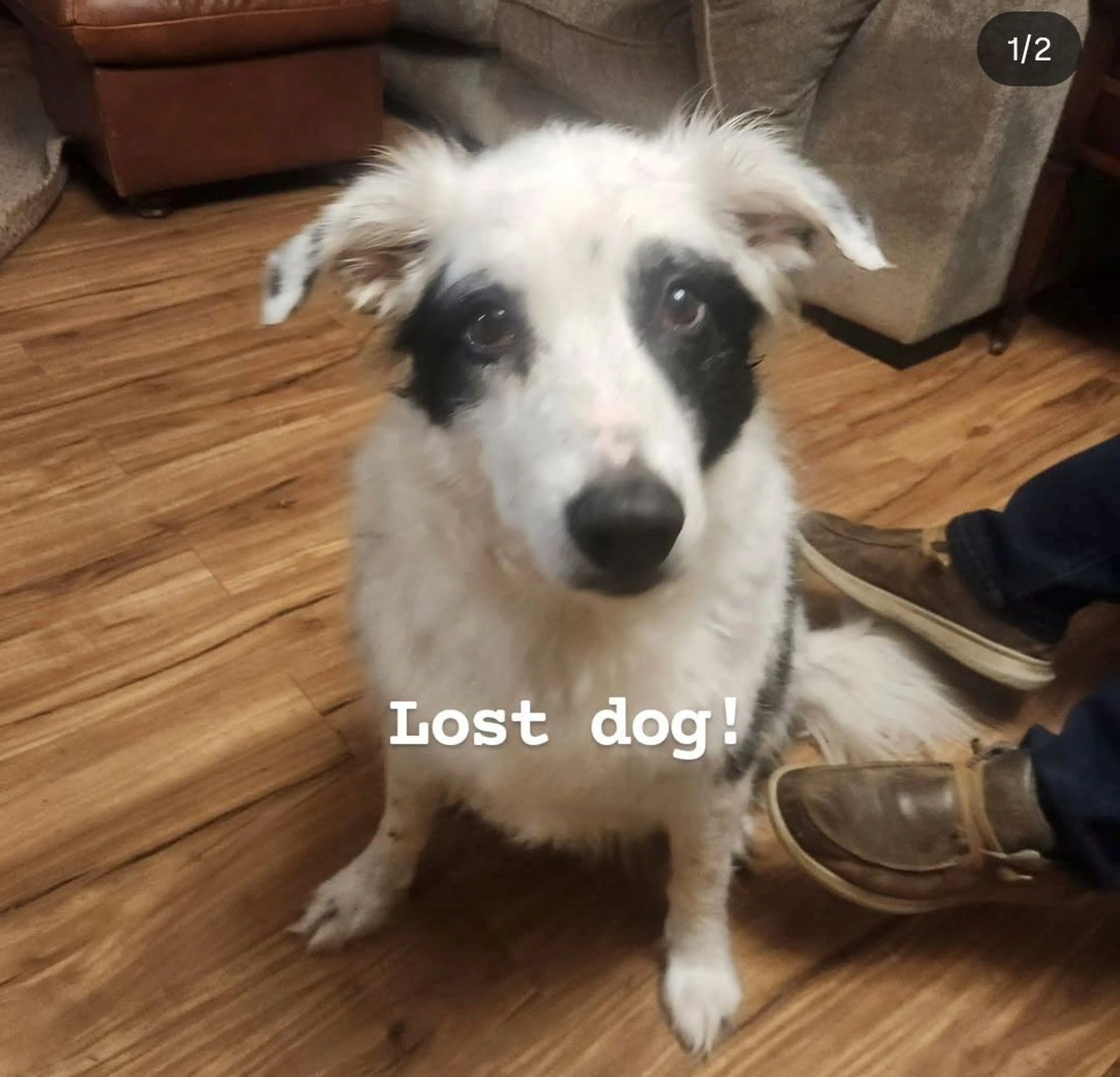 Lost pet-0