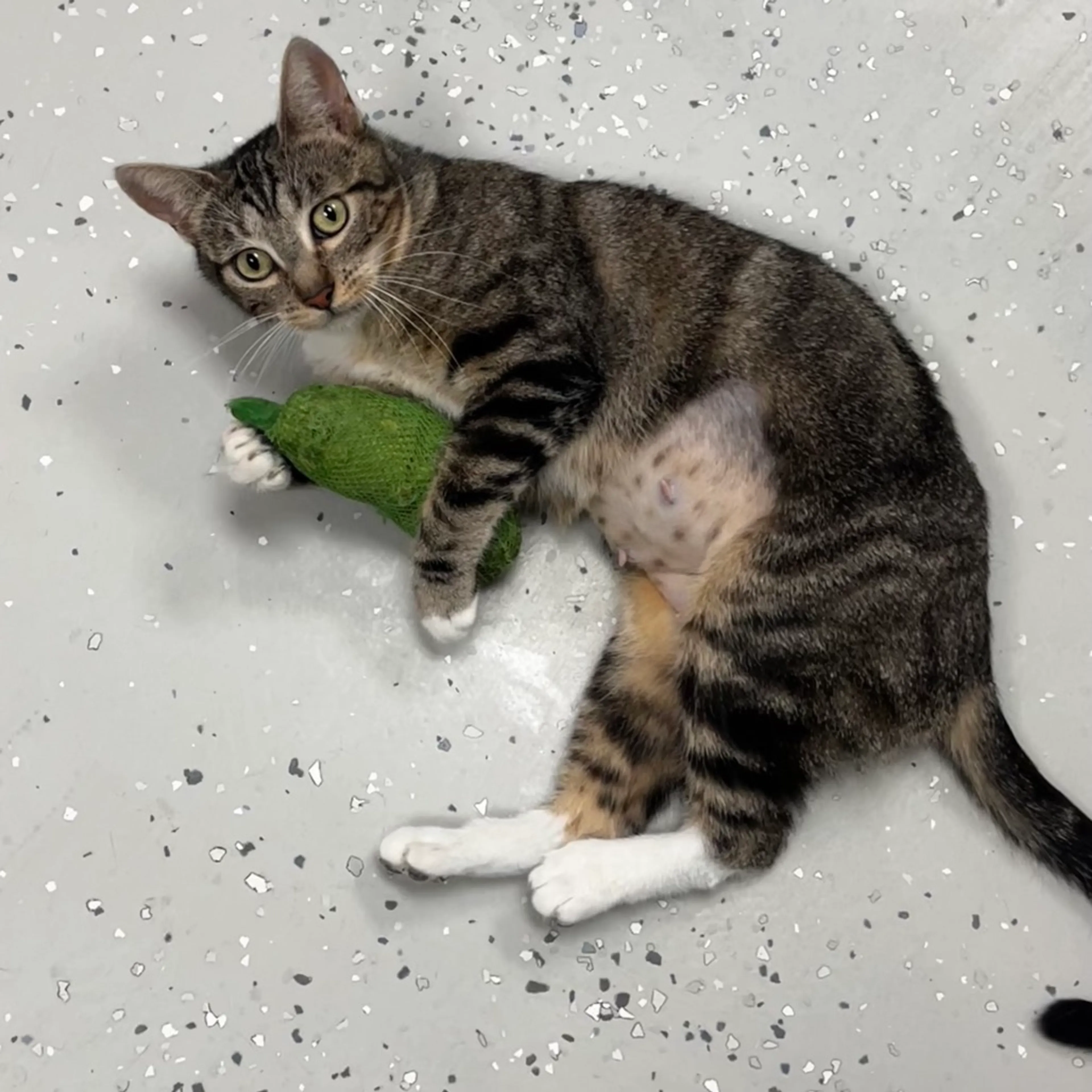 Found pet-3