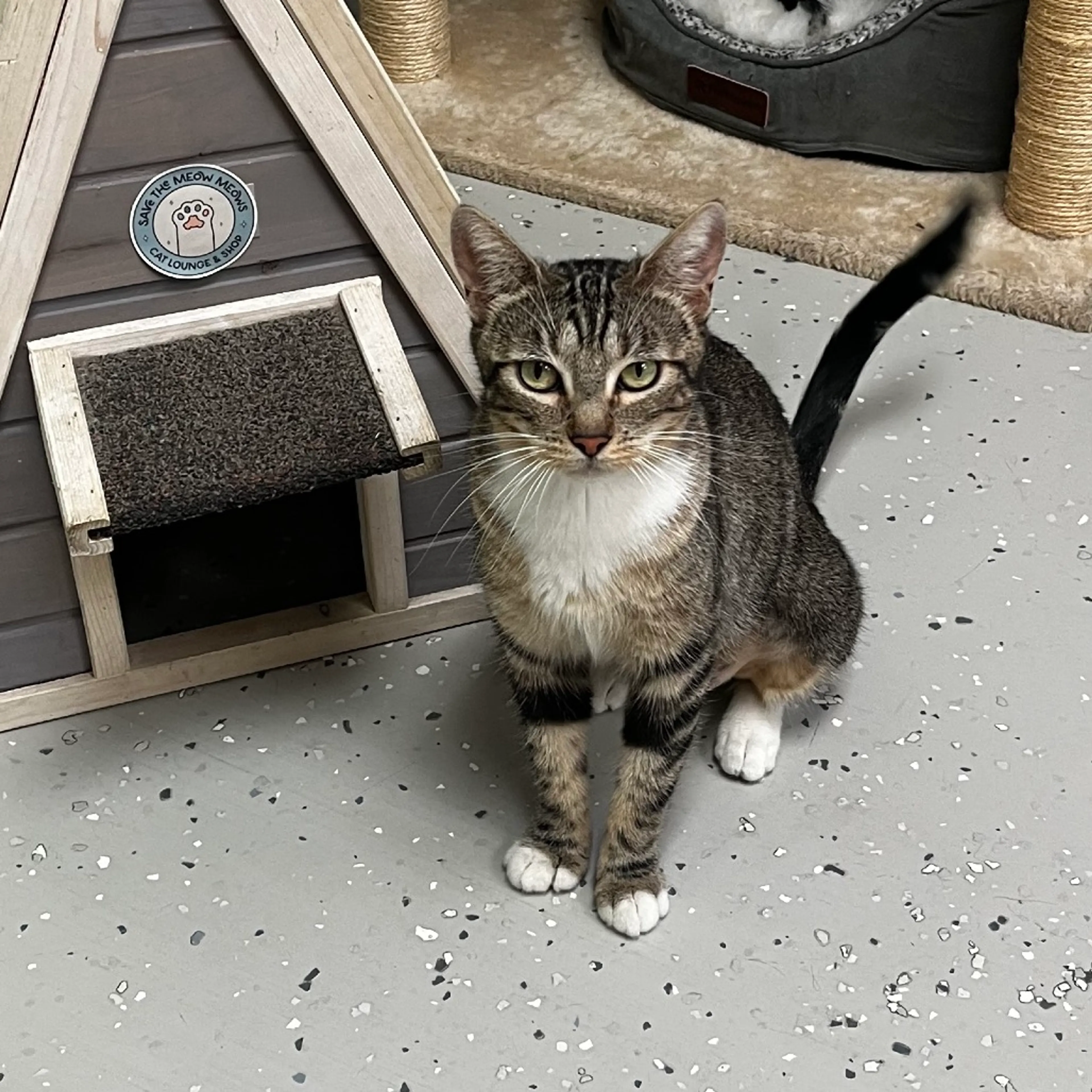 Found pet-4